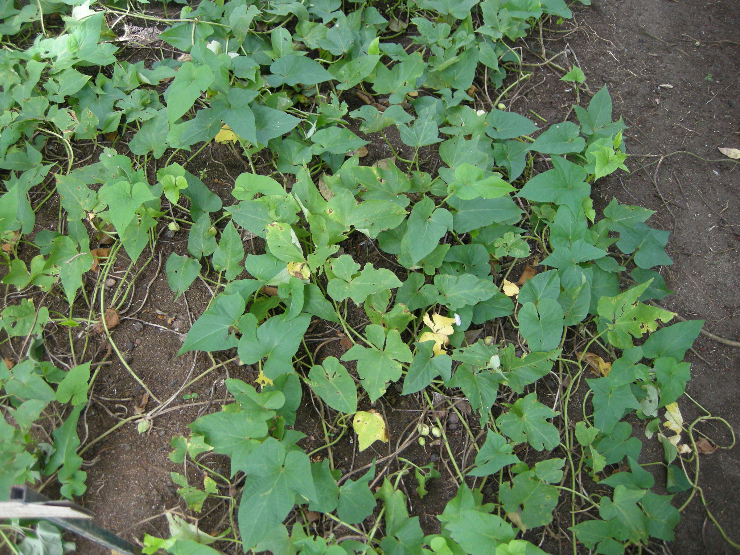 Afficher le média ipomoea_batatas1md ipomoea_batatas1md