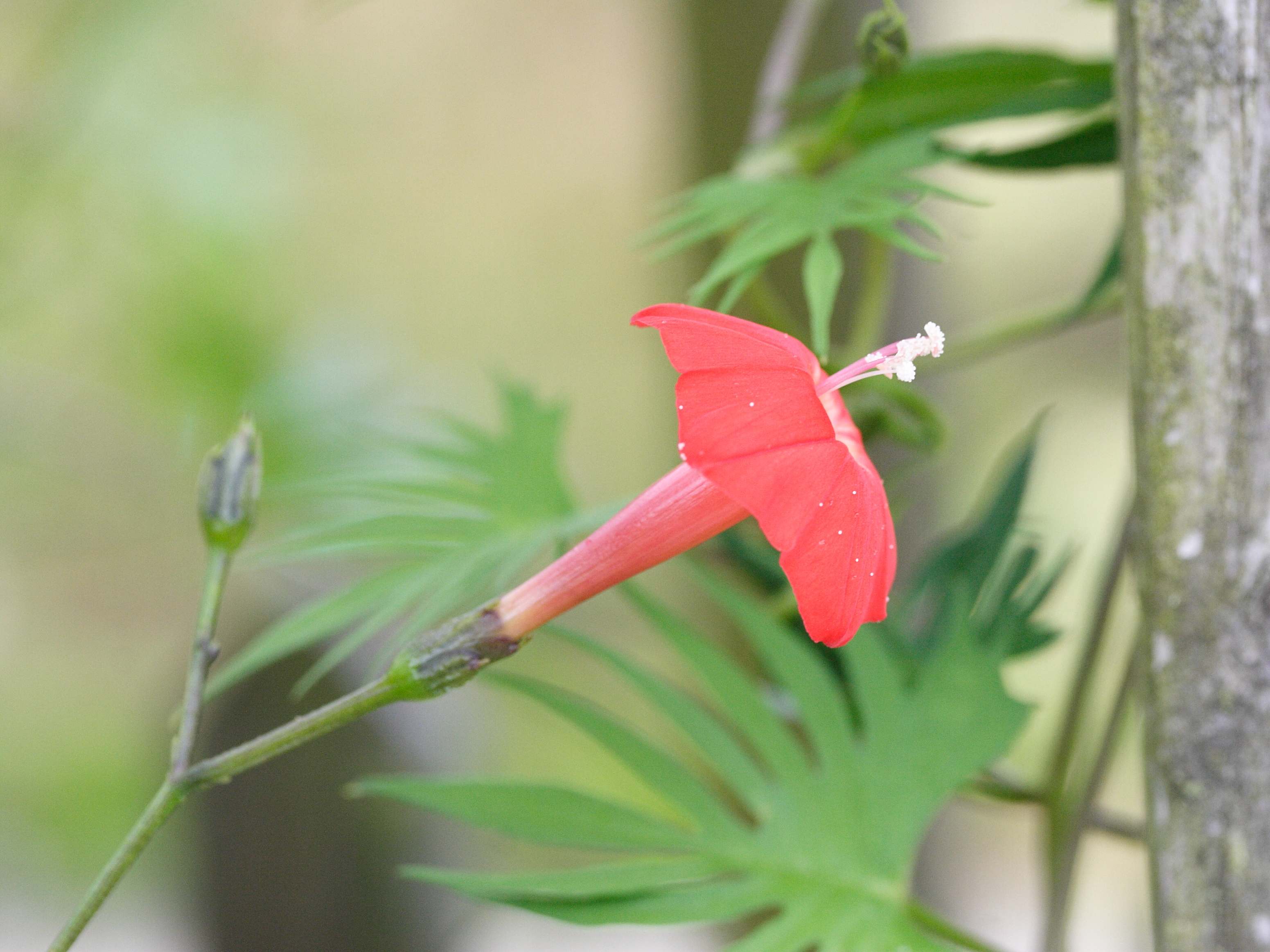 Afficher le média ipomoea_sloteri2md ipomoea_sloteri2md