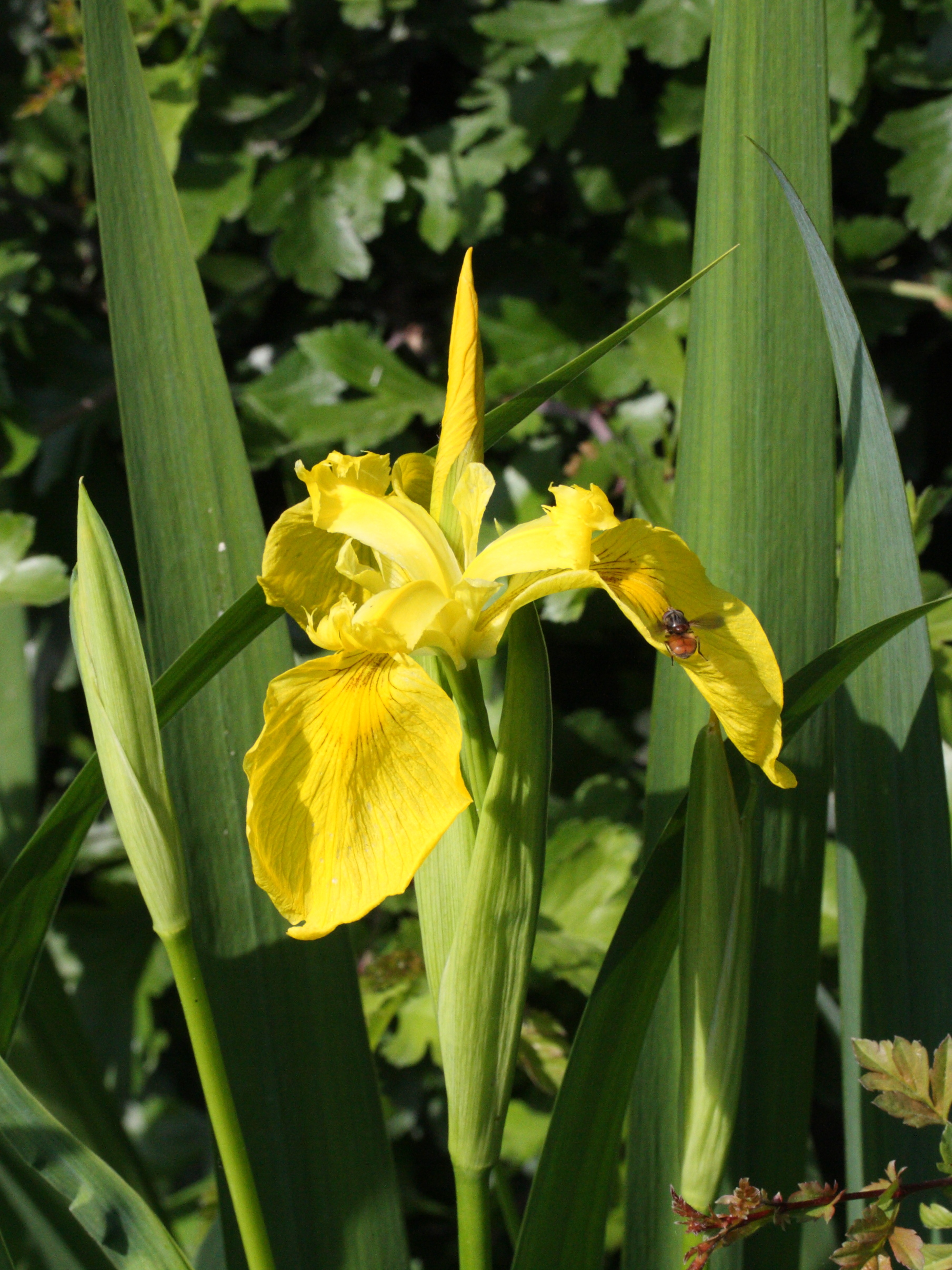 iris_pseudacorus2md