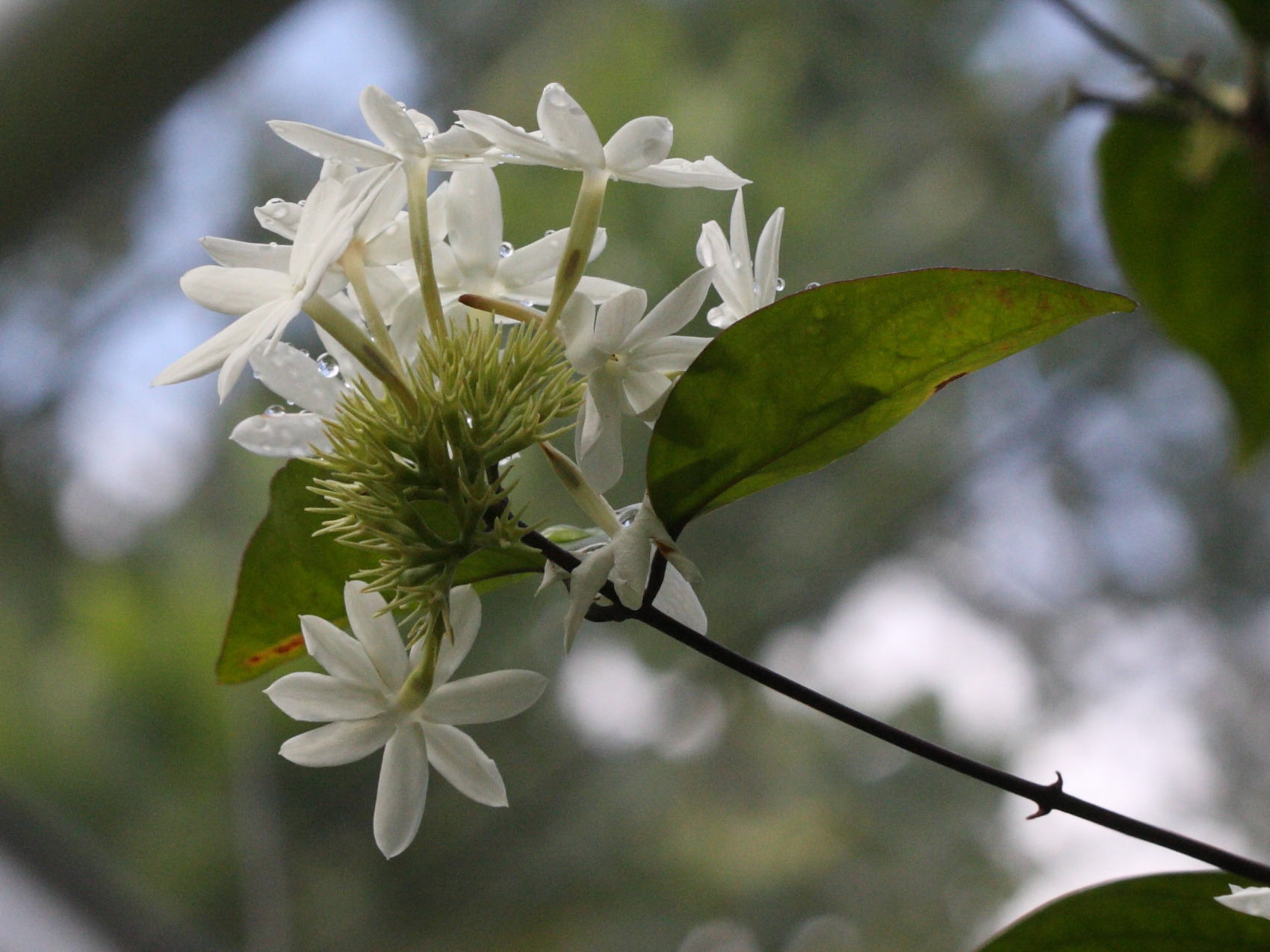 jasminum_azoricum1bd