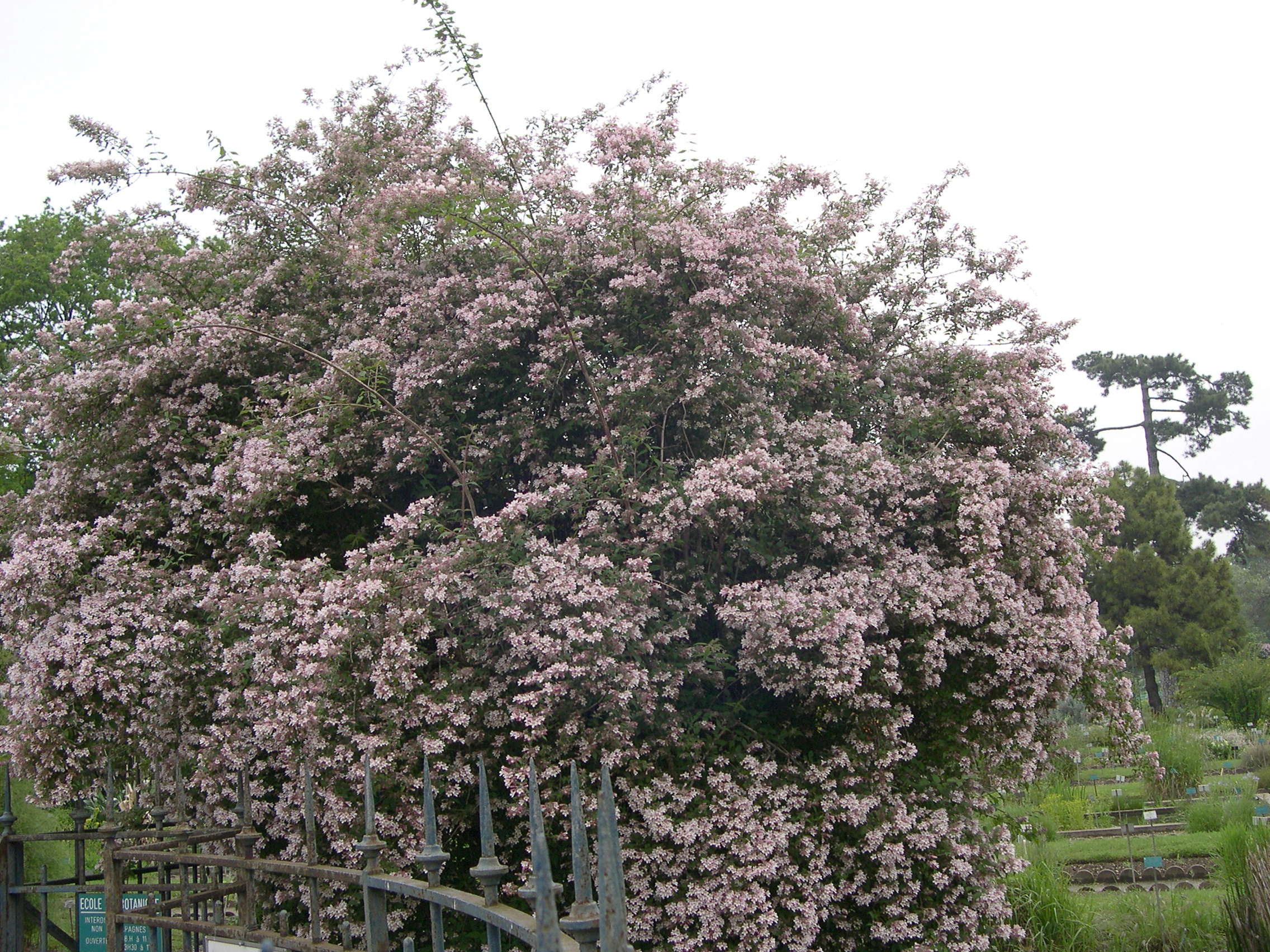 kolkwitzia_amabilis1md