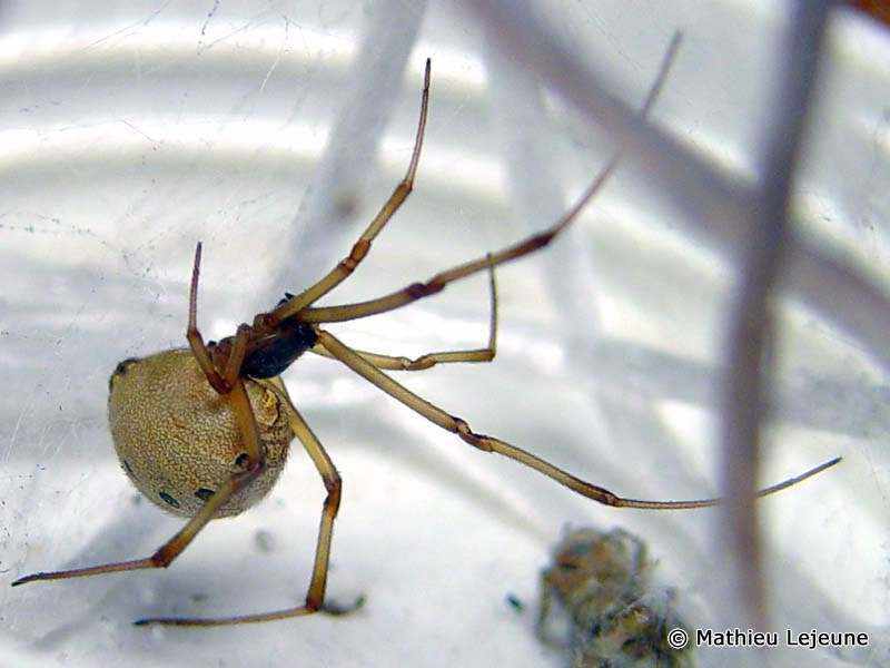 latrodectus_geometricus4ml