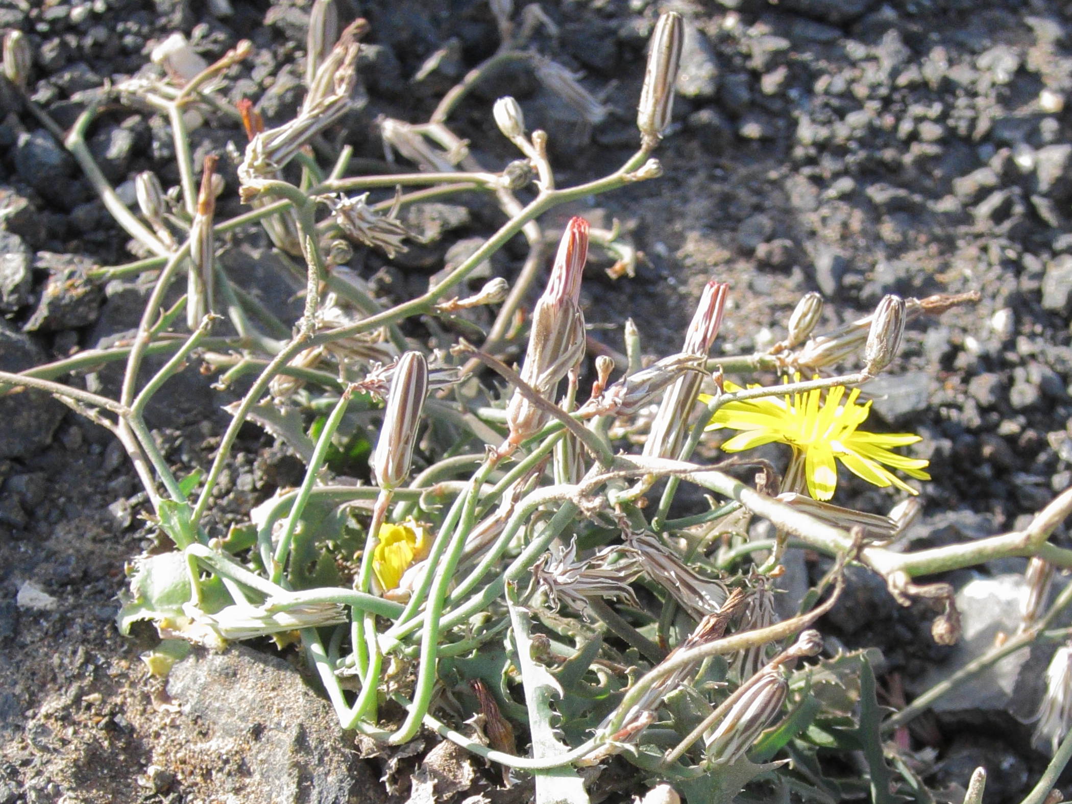 launaea_nudicaulis4bd