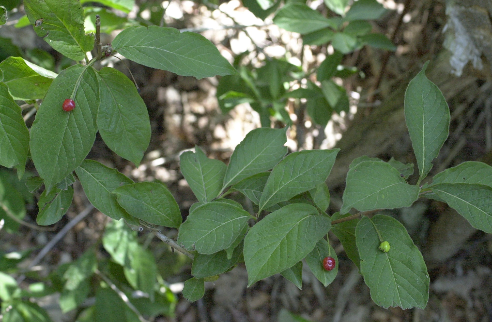 lonicera_alpigena2md