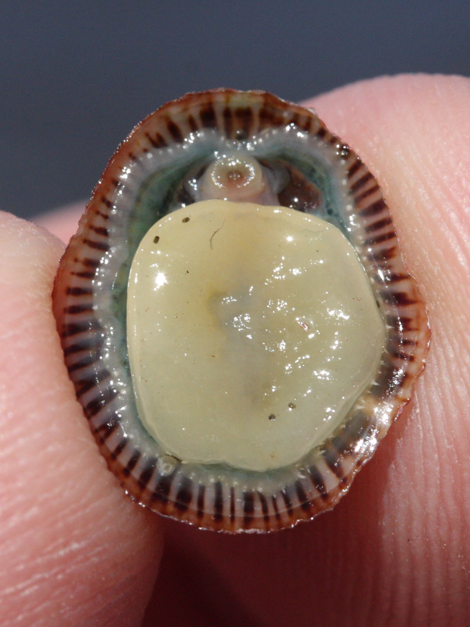 lottia_antillarum2md