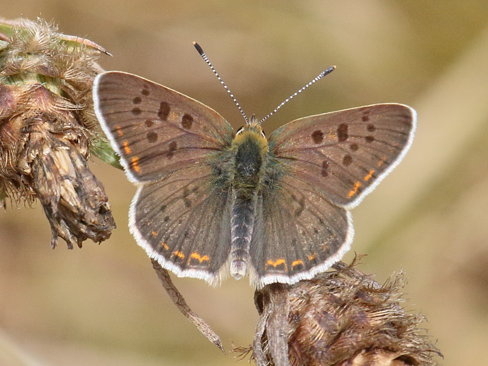 lycaena_alciphron3bd