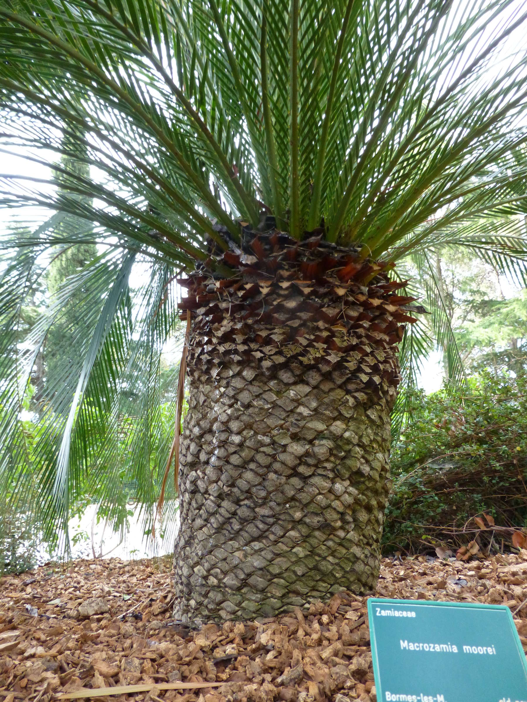 macrozamia_moorei2gv