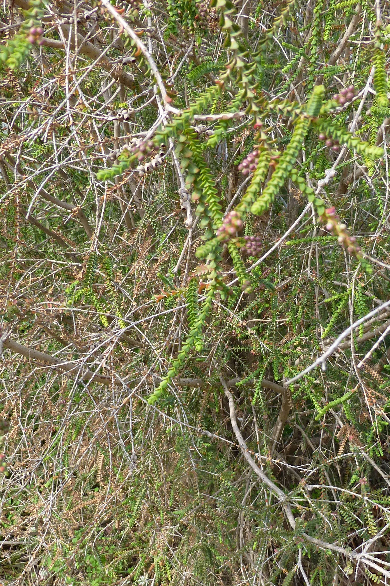 melaleuca_gibbosa1gv