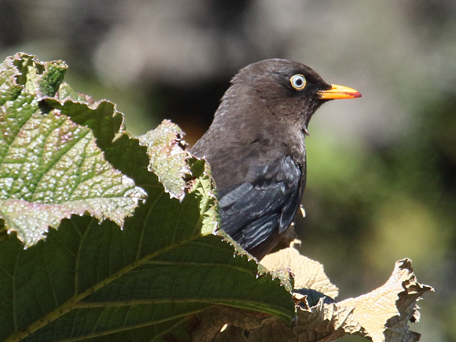 merle_fuligineux_-_turdus_nigrescens1bd