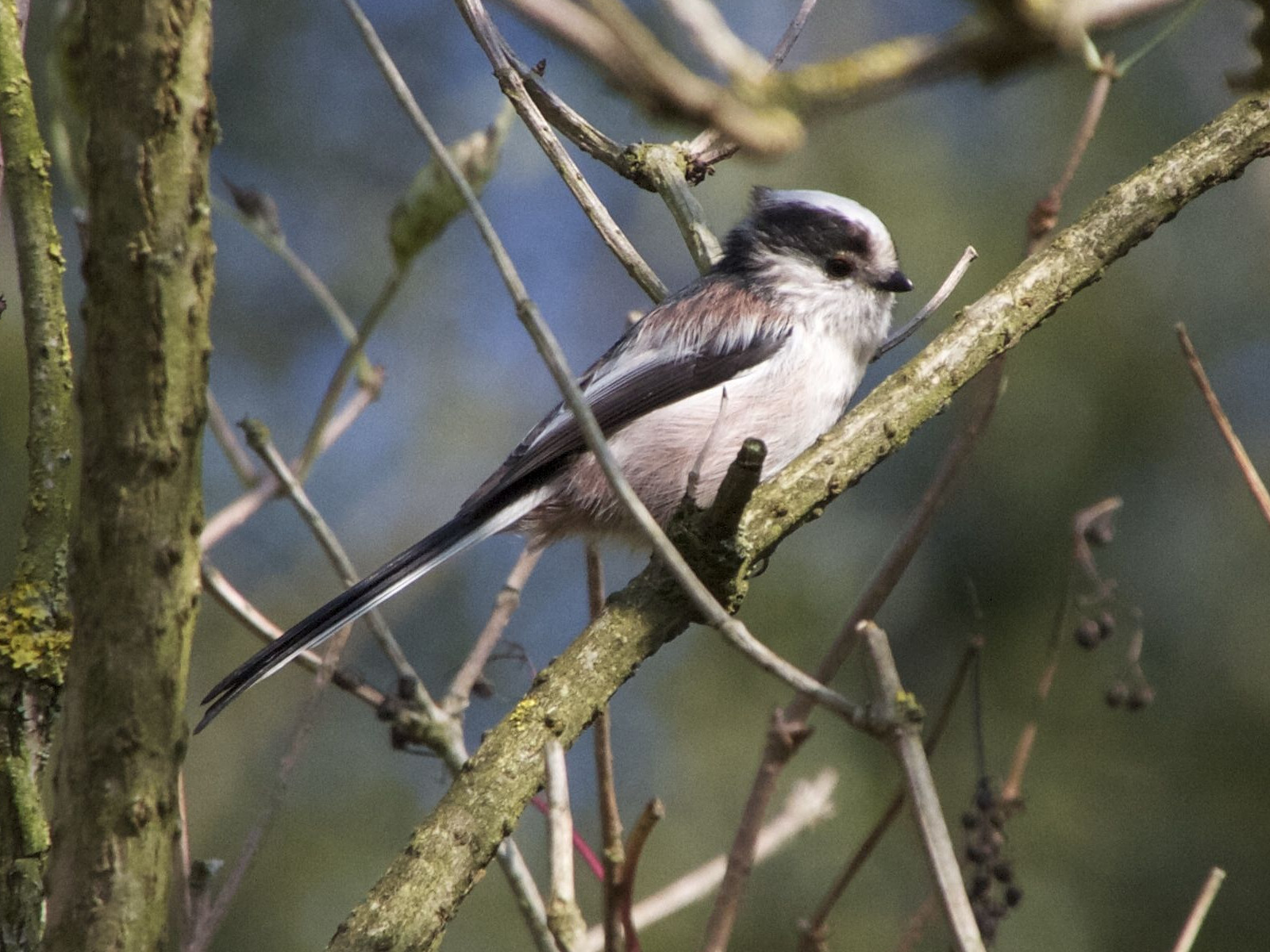 Afficher le média mesange_a_longue_queue_-_aegithalos_caudatus9md mesange_a_longue_queue_-_aegithalos_caudatus9md