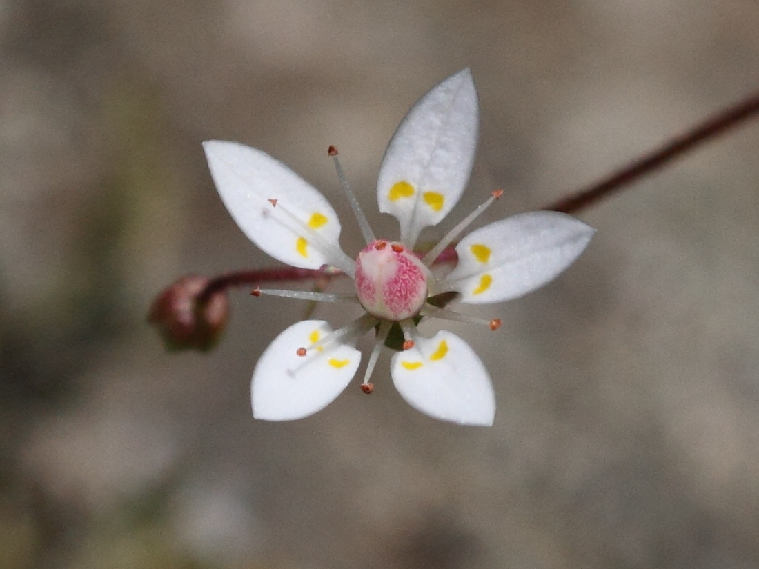 Afficher le média micranthes_stellaris3bd micranthes_stellaris3bd