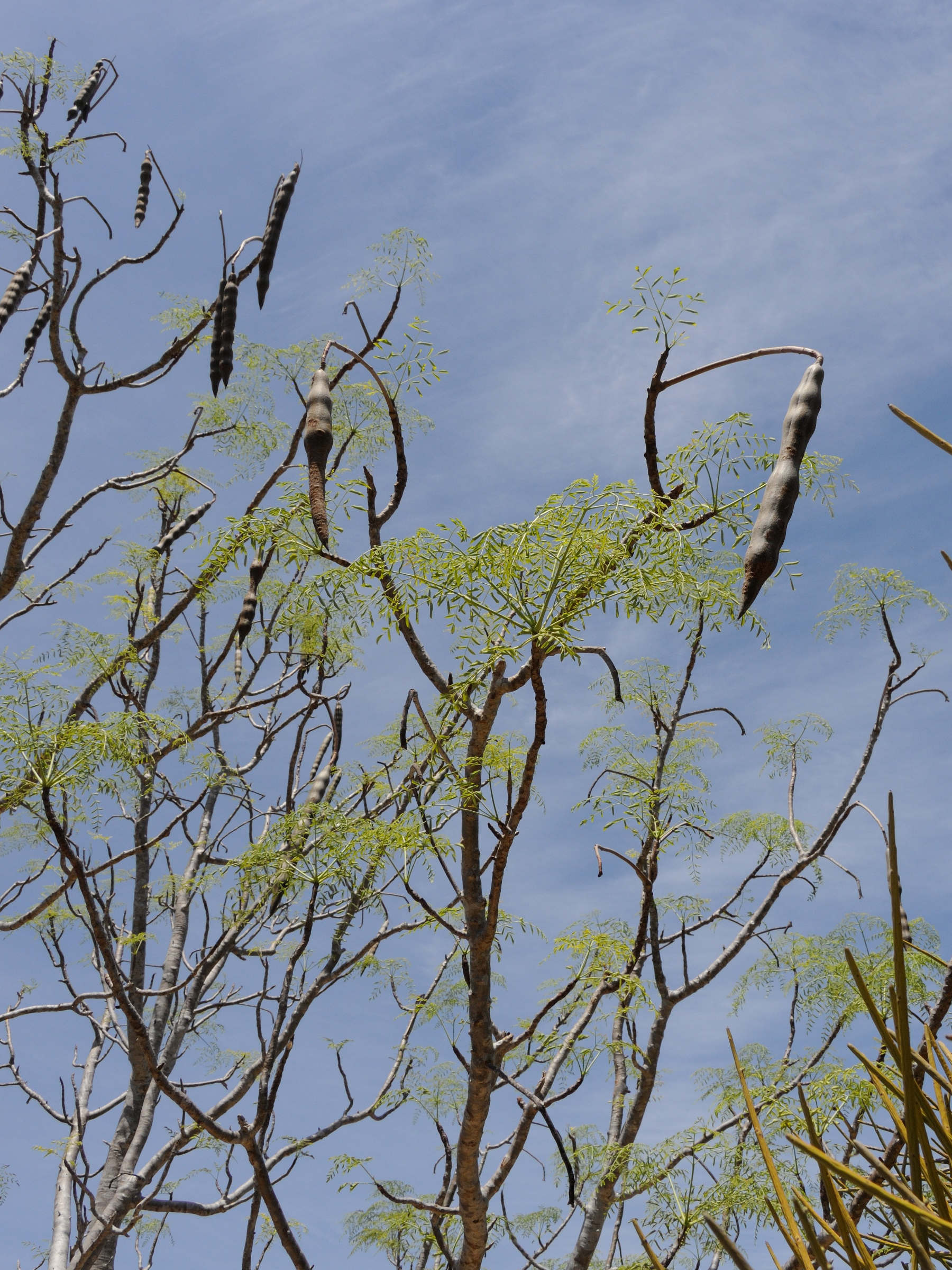 Afficher le média moringa_drouhardii2md moringa_drouhardii2md