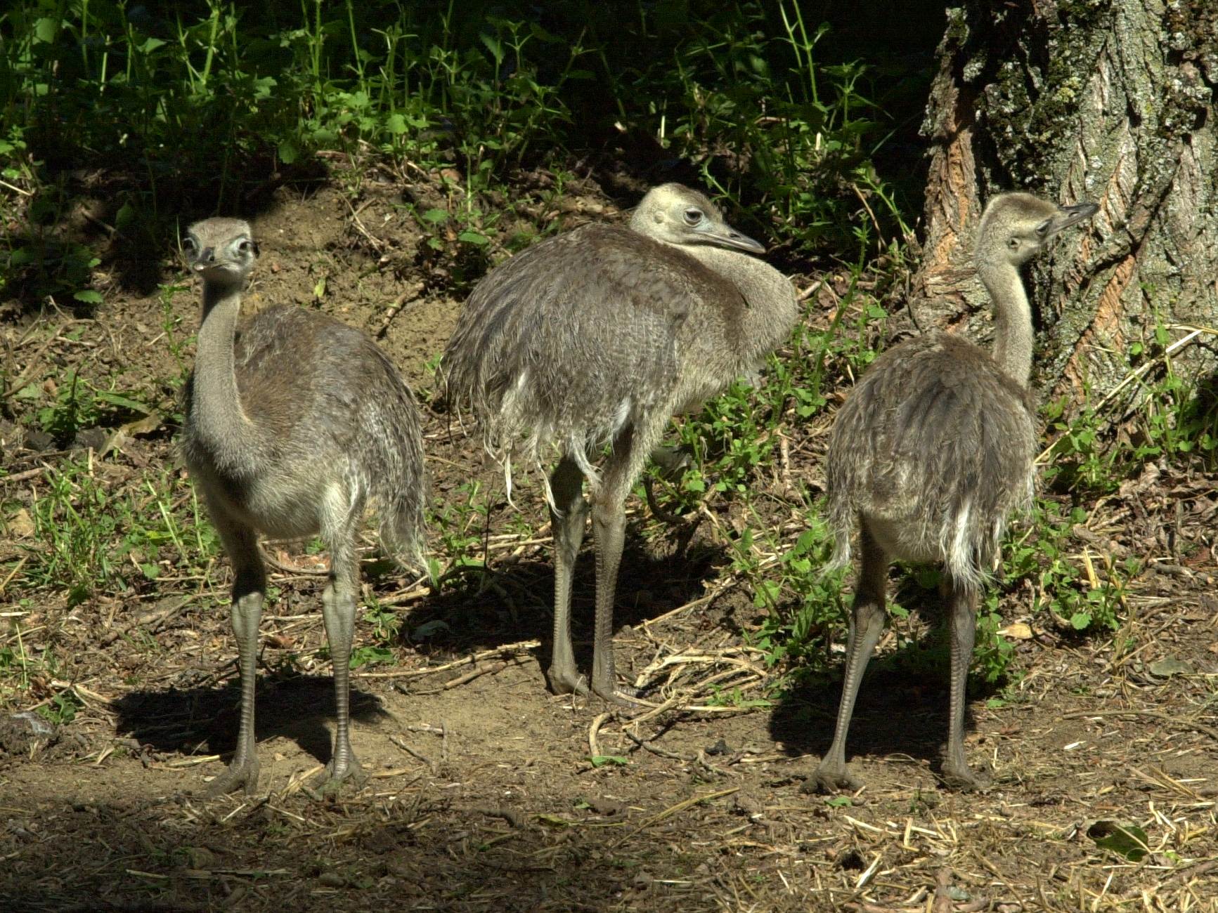 nandou_gris_-_rhea_americana5md