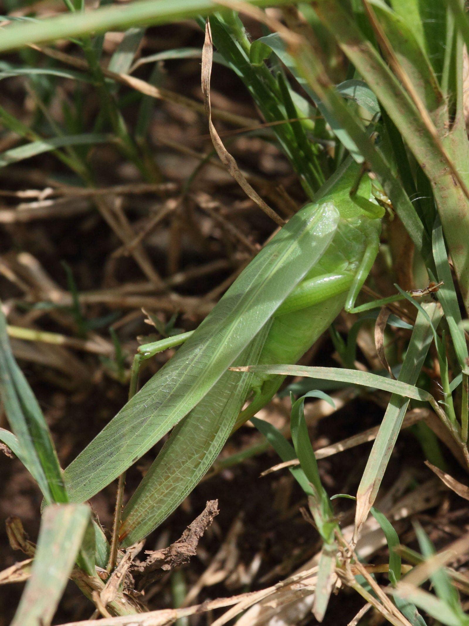 neoconocephalus_sp1bd