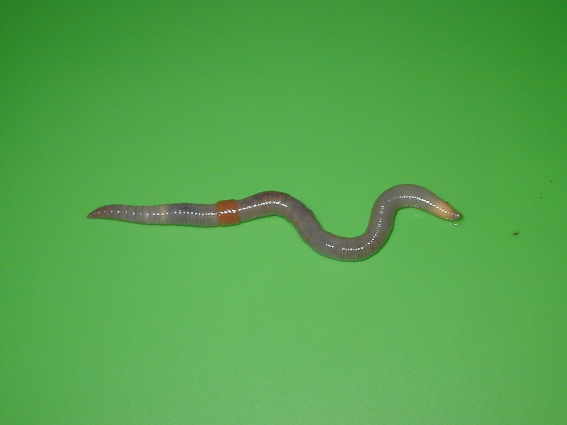 octolasion_cyaneum1md