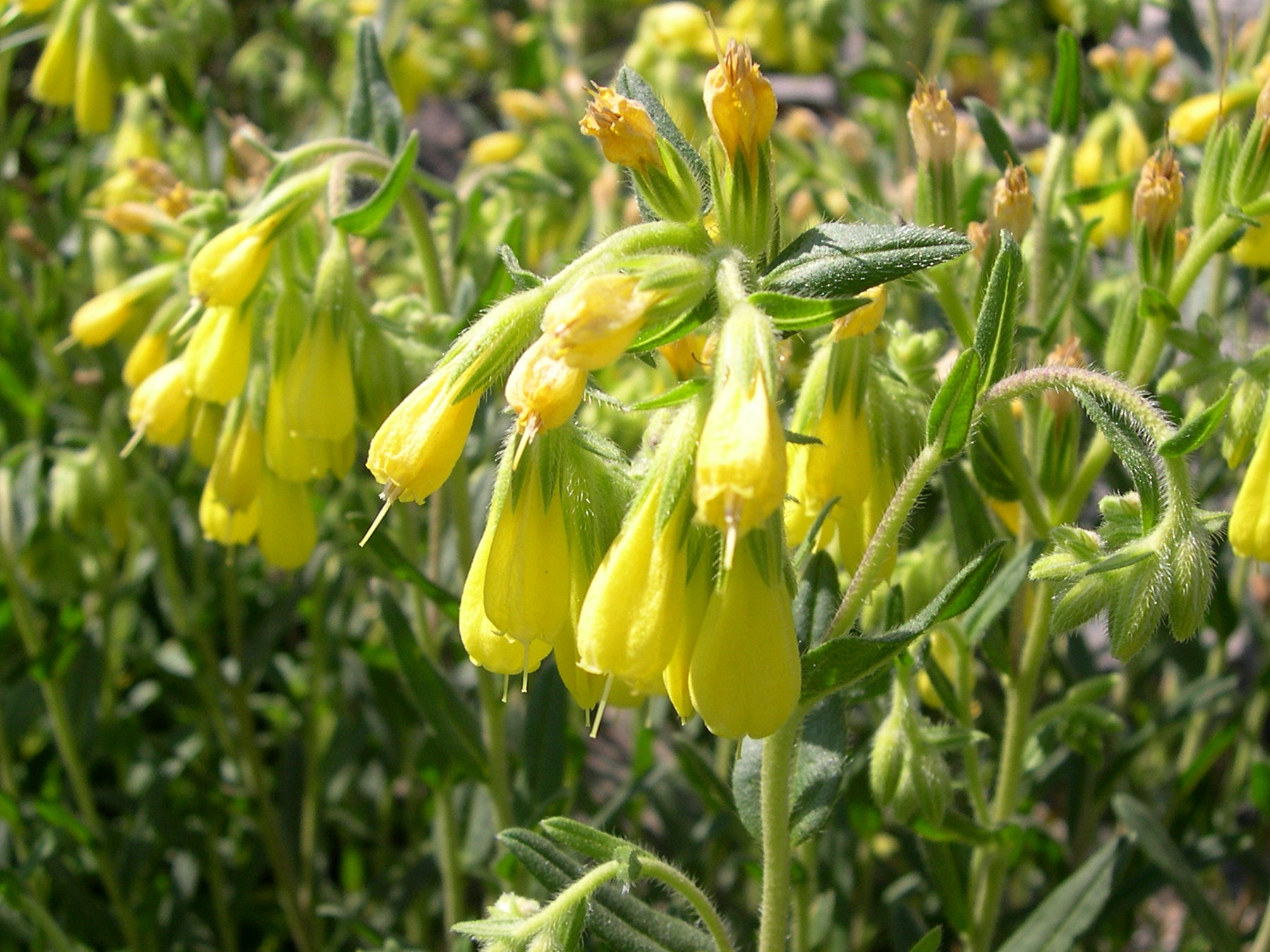 Afficher le média Onosma_helvetica Onosma_helvetica