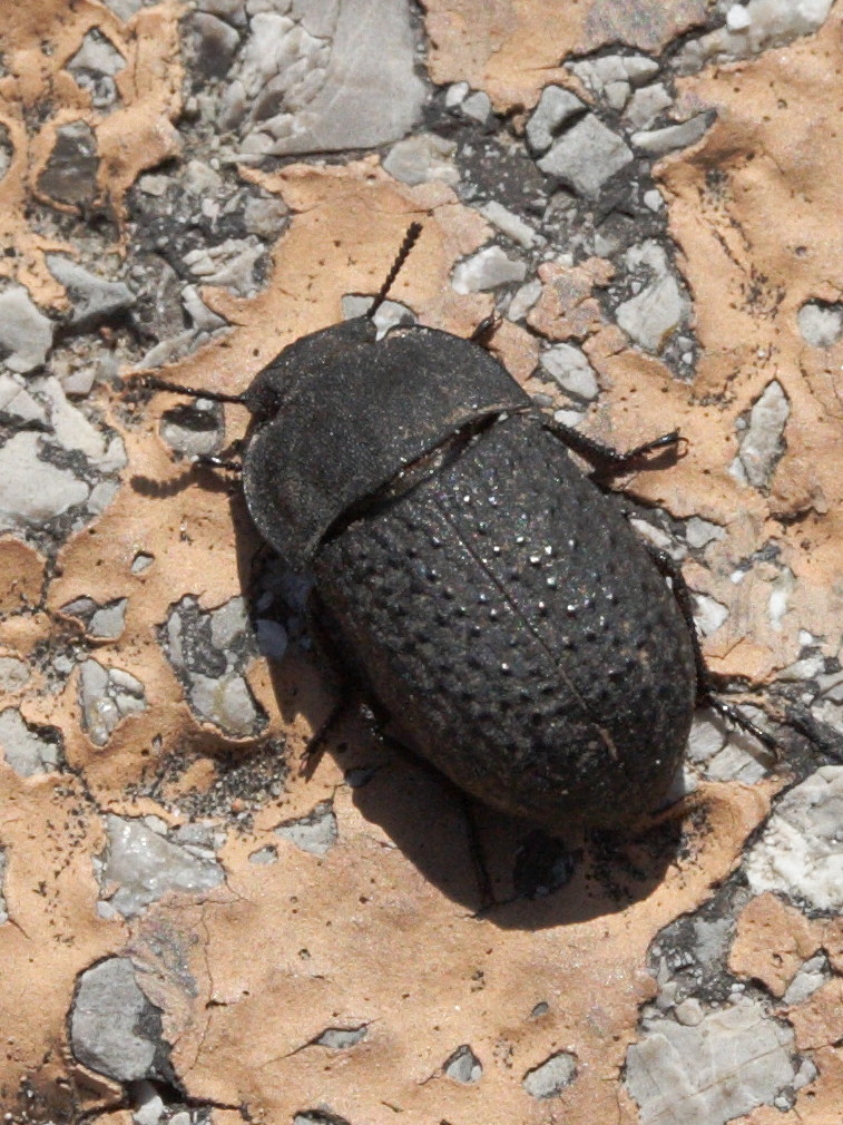 opatrum_sabulosum4md