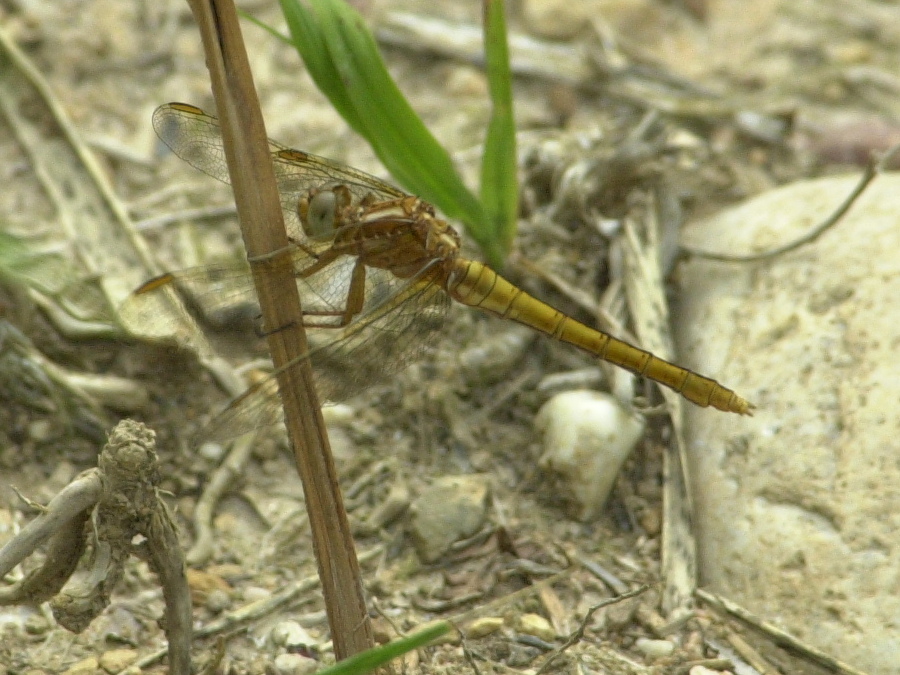 orthetrum_coerulescens2md
