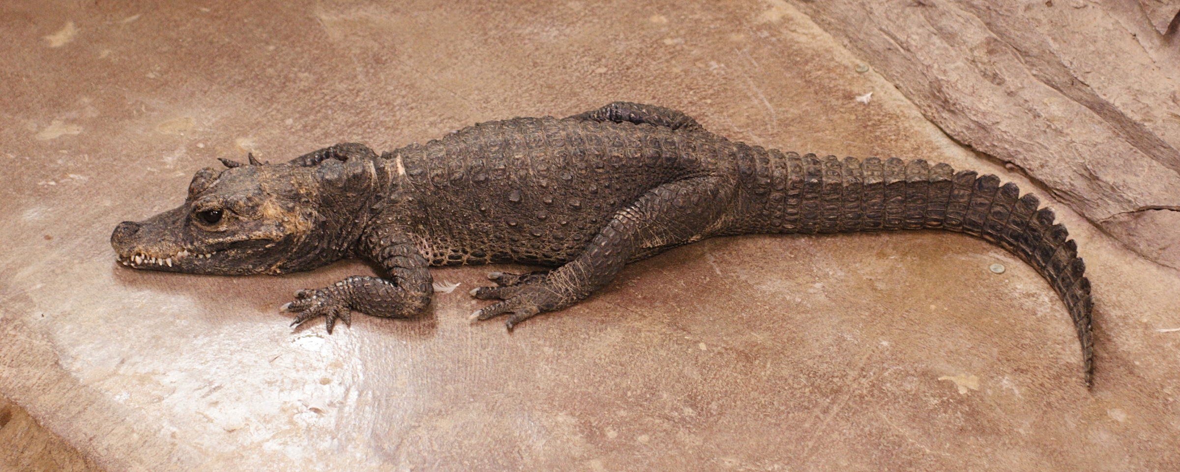 Afficher le média osteolaemus_tetraspis1md osteolaemus_tetraspis1md