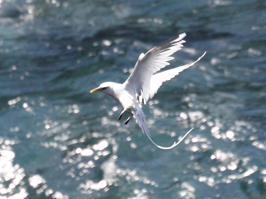 paille_en_queue_a_bec_jaune_-_phaethon_lepturus2md