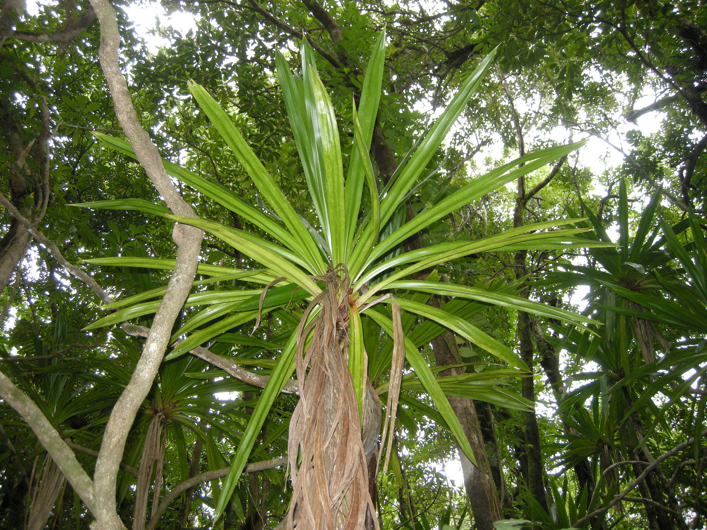 pandanus_purpurascens2md