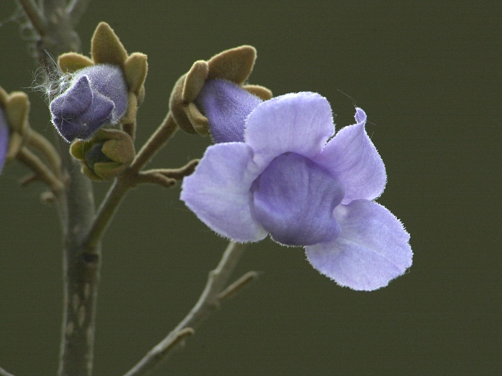 paulownia_tomentosa7md