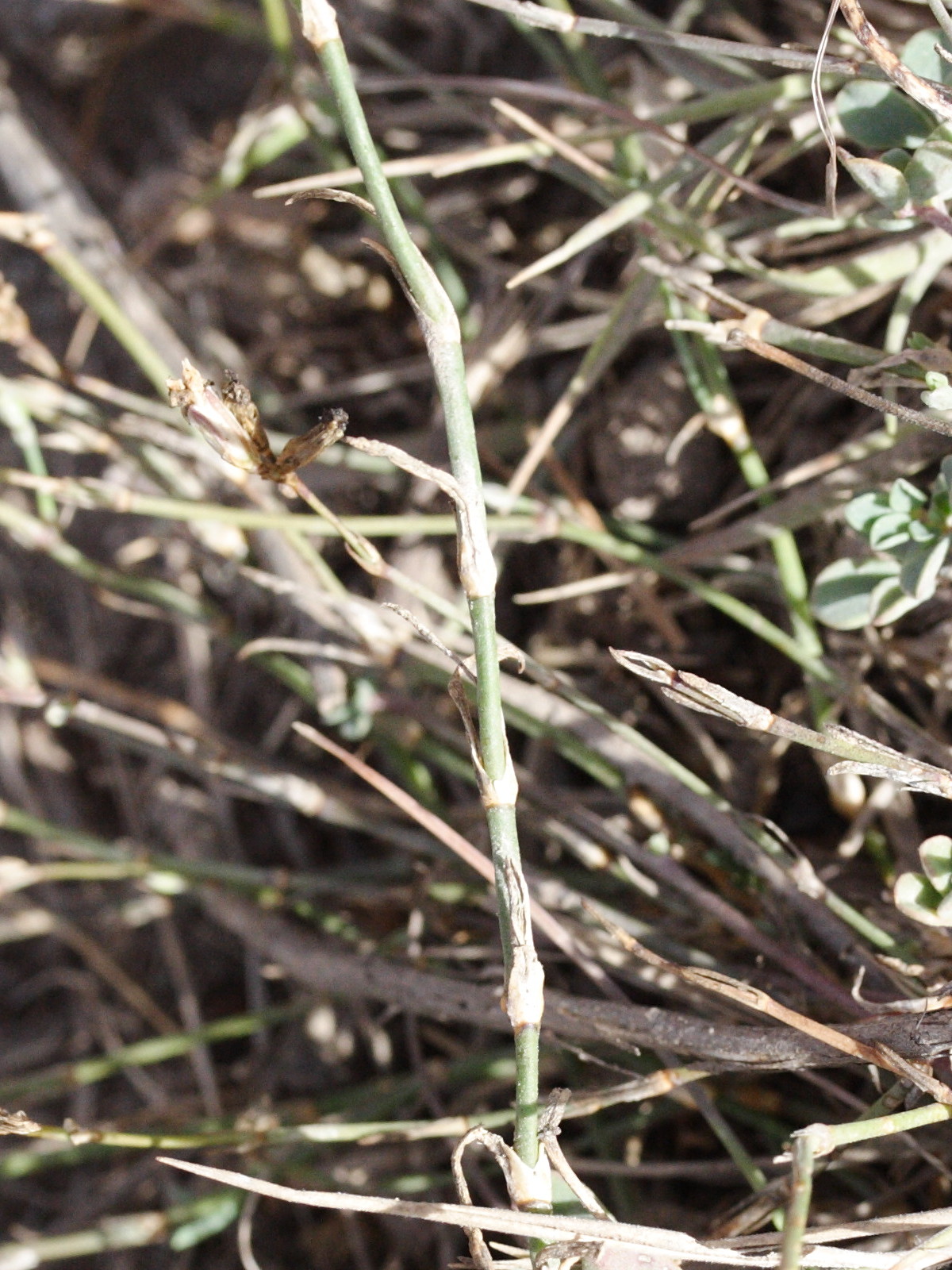 Afficher le média petrorhagia_saxifraga_gasparrinii2md petrorhagia_saxifraga_gasparrinii2md