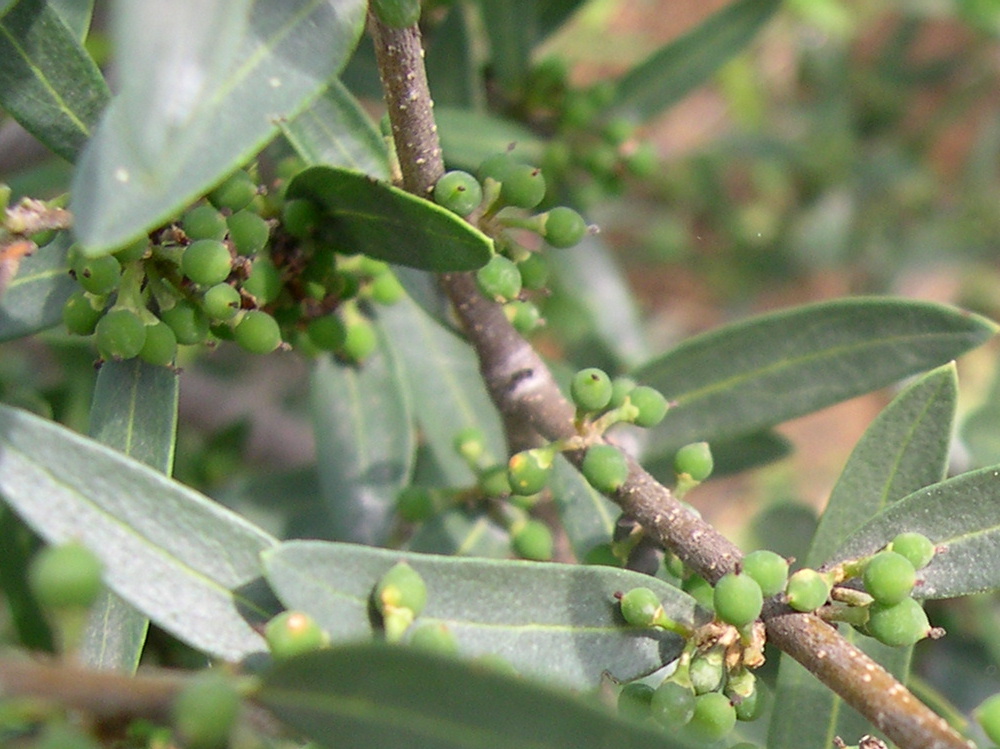 phillyrea_angustifolia3md