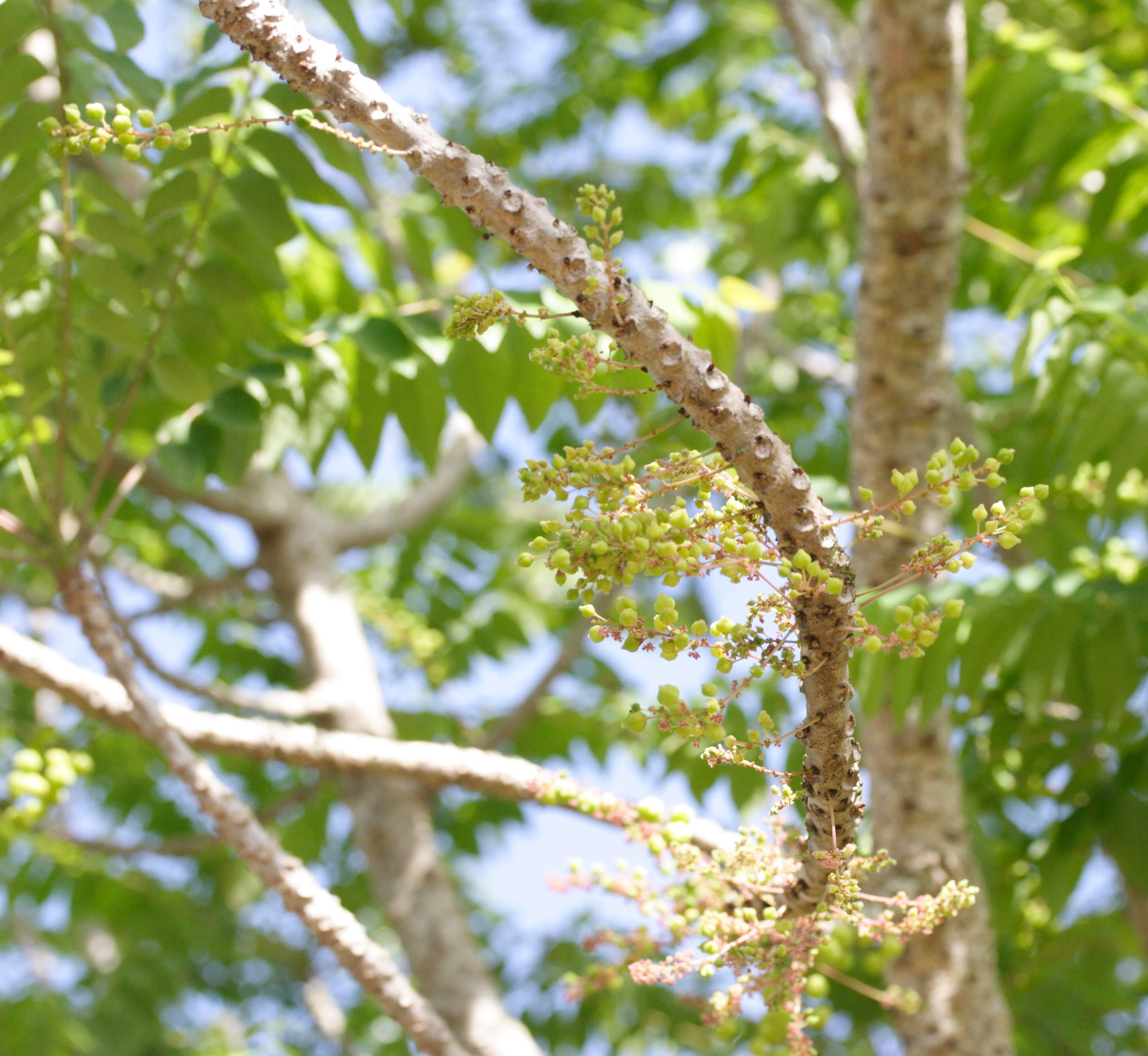 phyllanthus_acidus3md