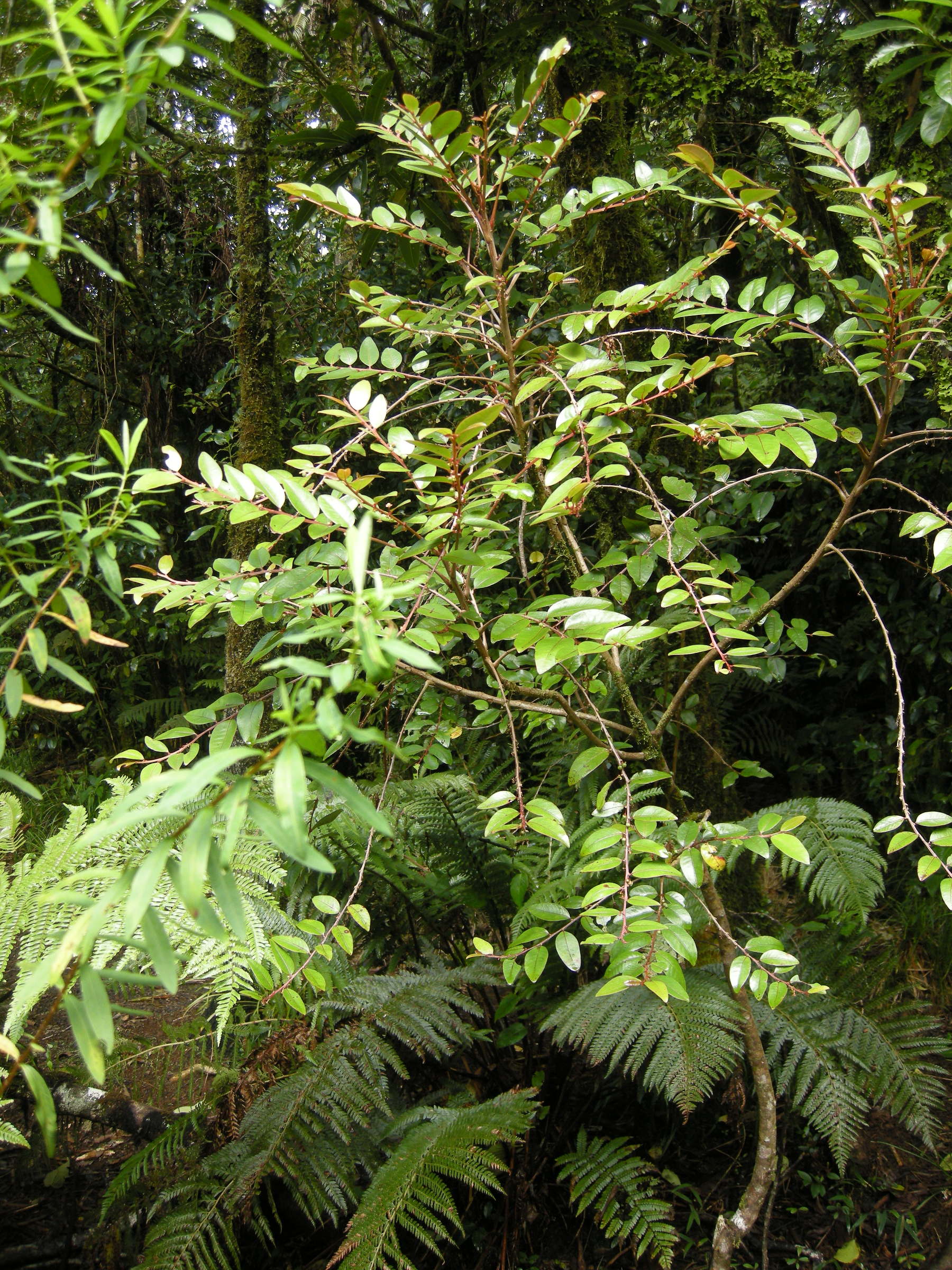 phyllanthus_phillyreifolius1md