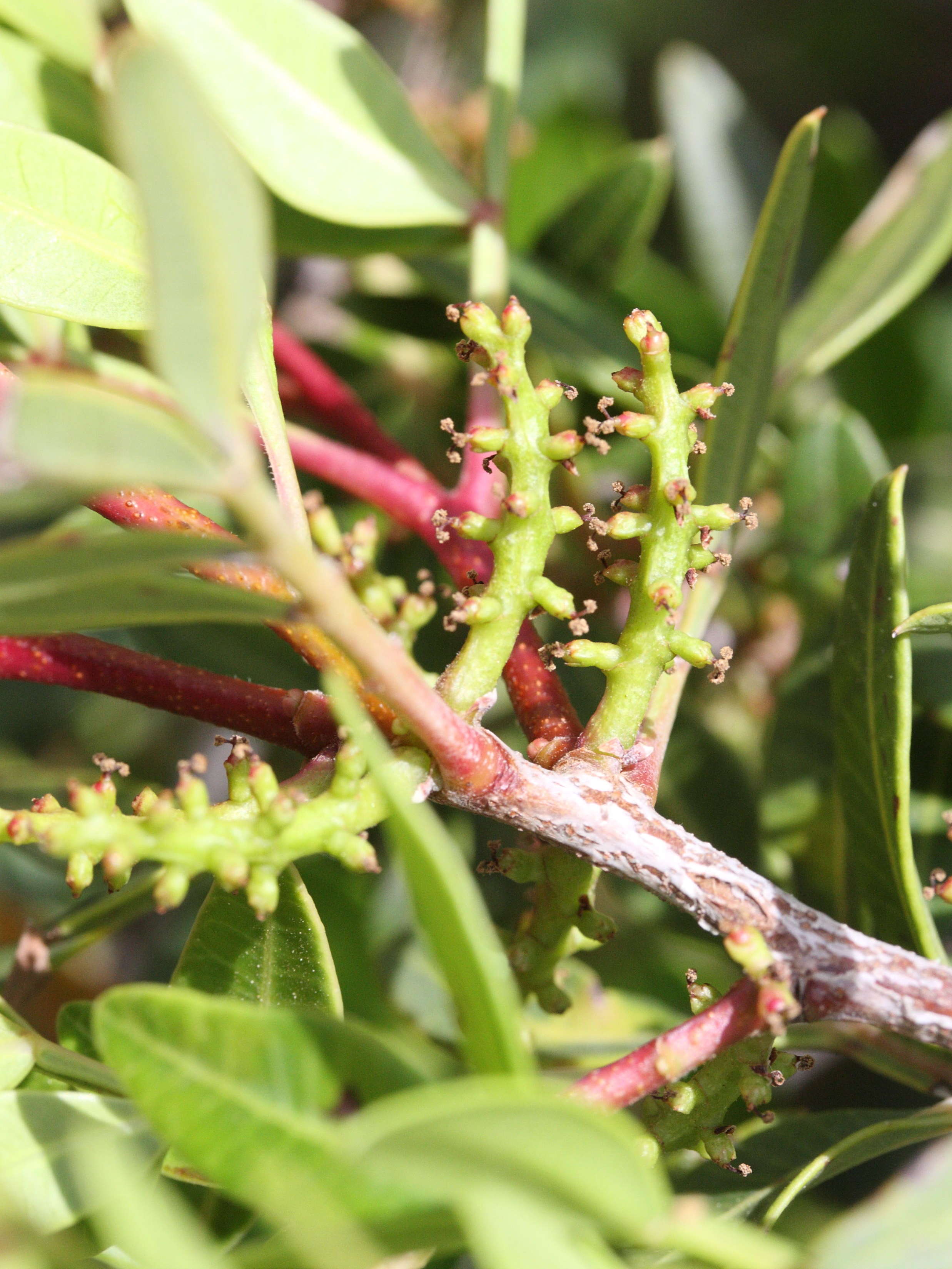 Afficher le média pistacia_lentiscus7md pistacia_lentiscus7md