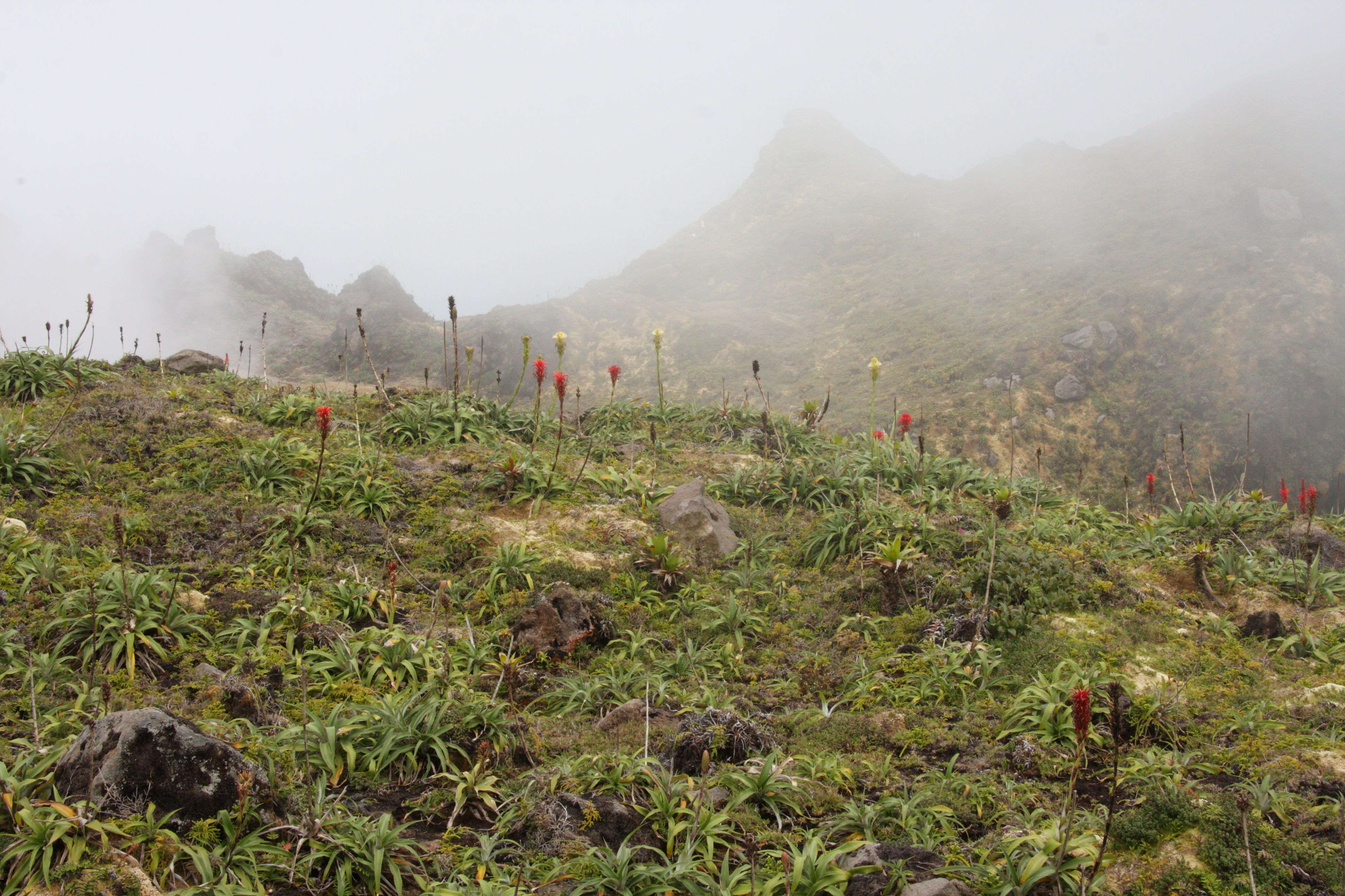 pitcairnia_bifrons5bmd