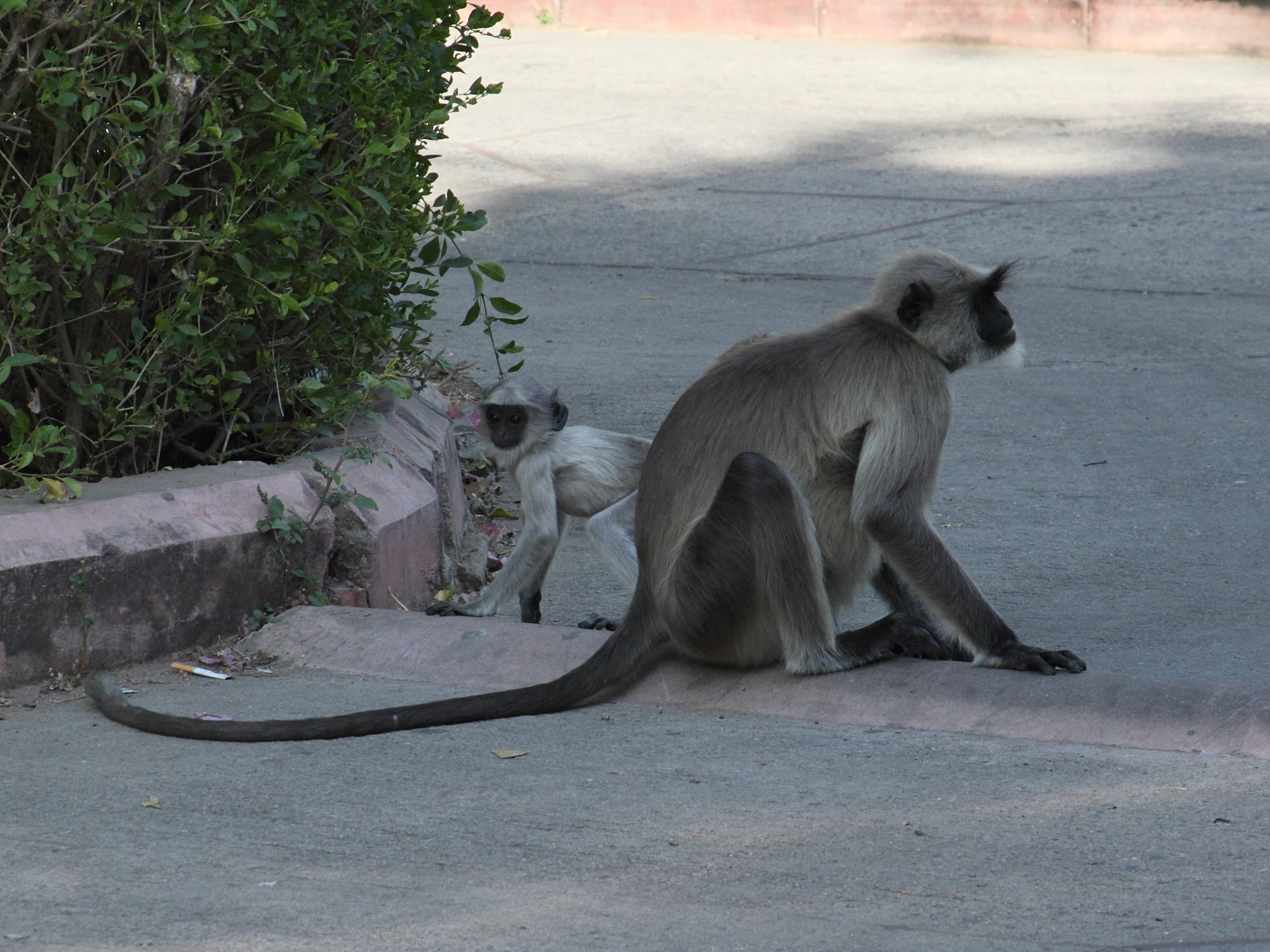 presbytis_entellus5md