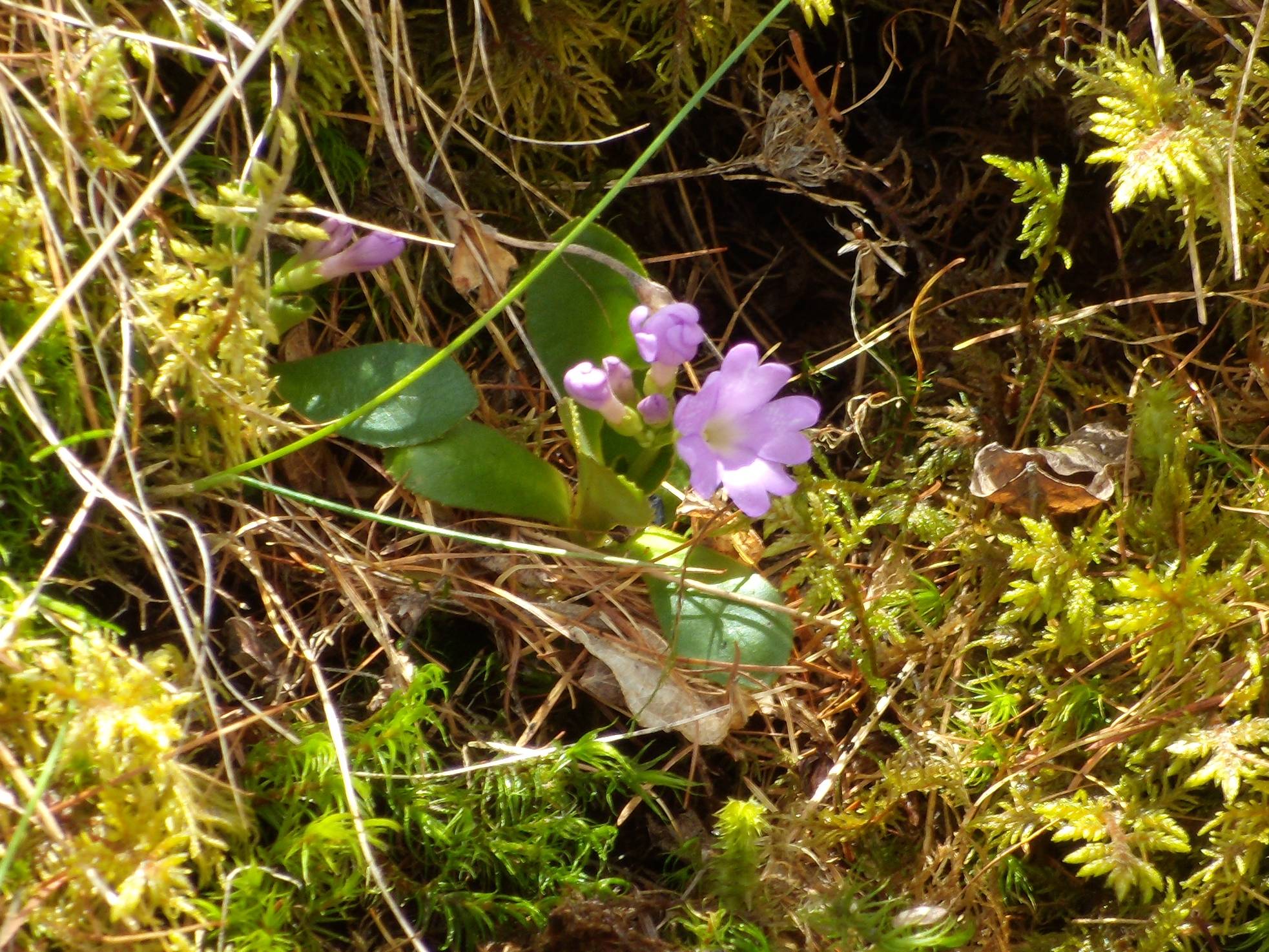primula_pedemontana1gv