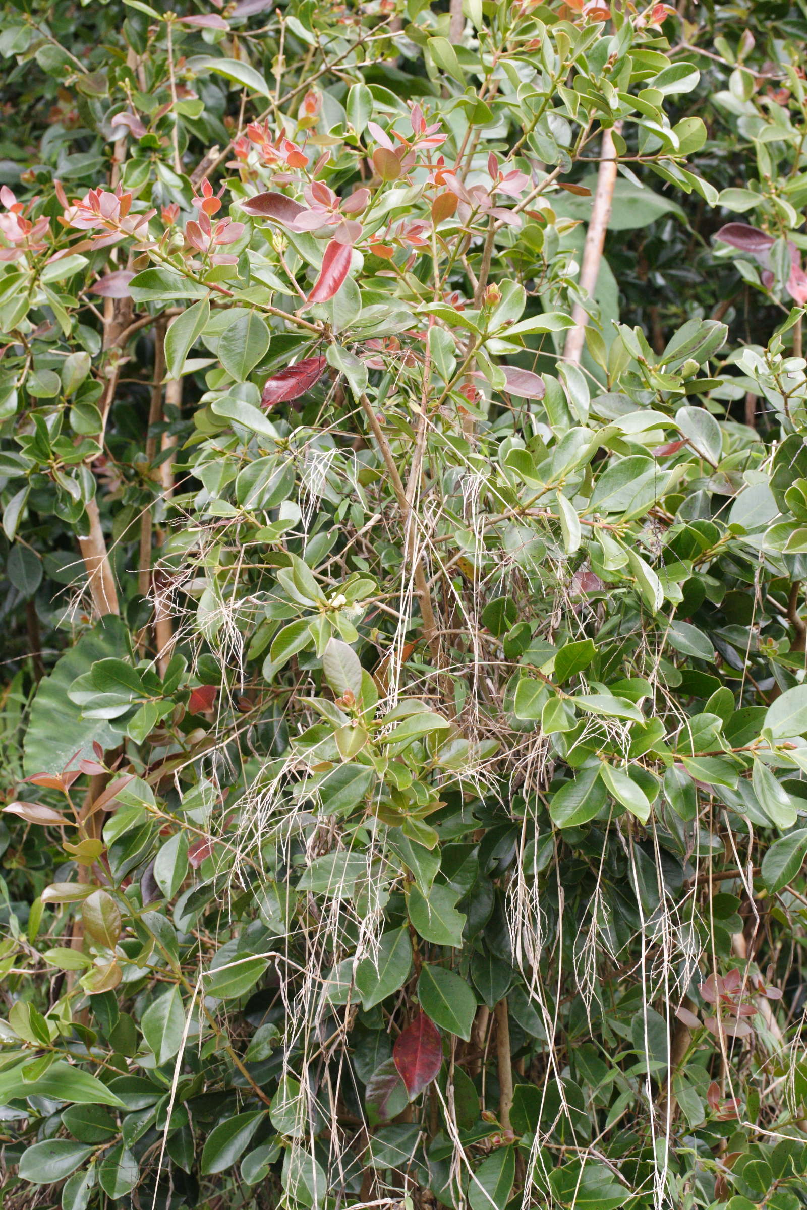psidium_cattleianum1md