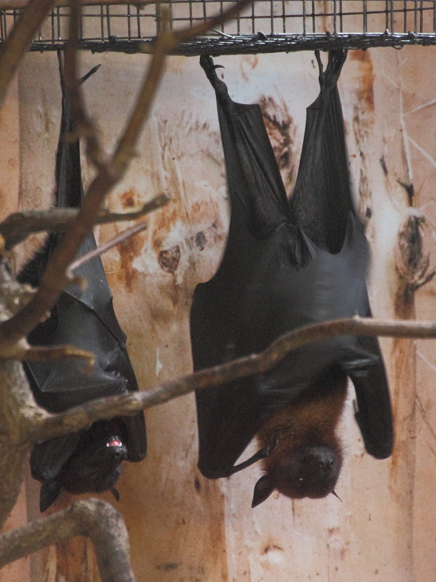 Afficher le média pteropus_lylei1md pteropus_lylei1md