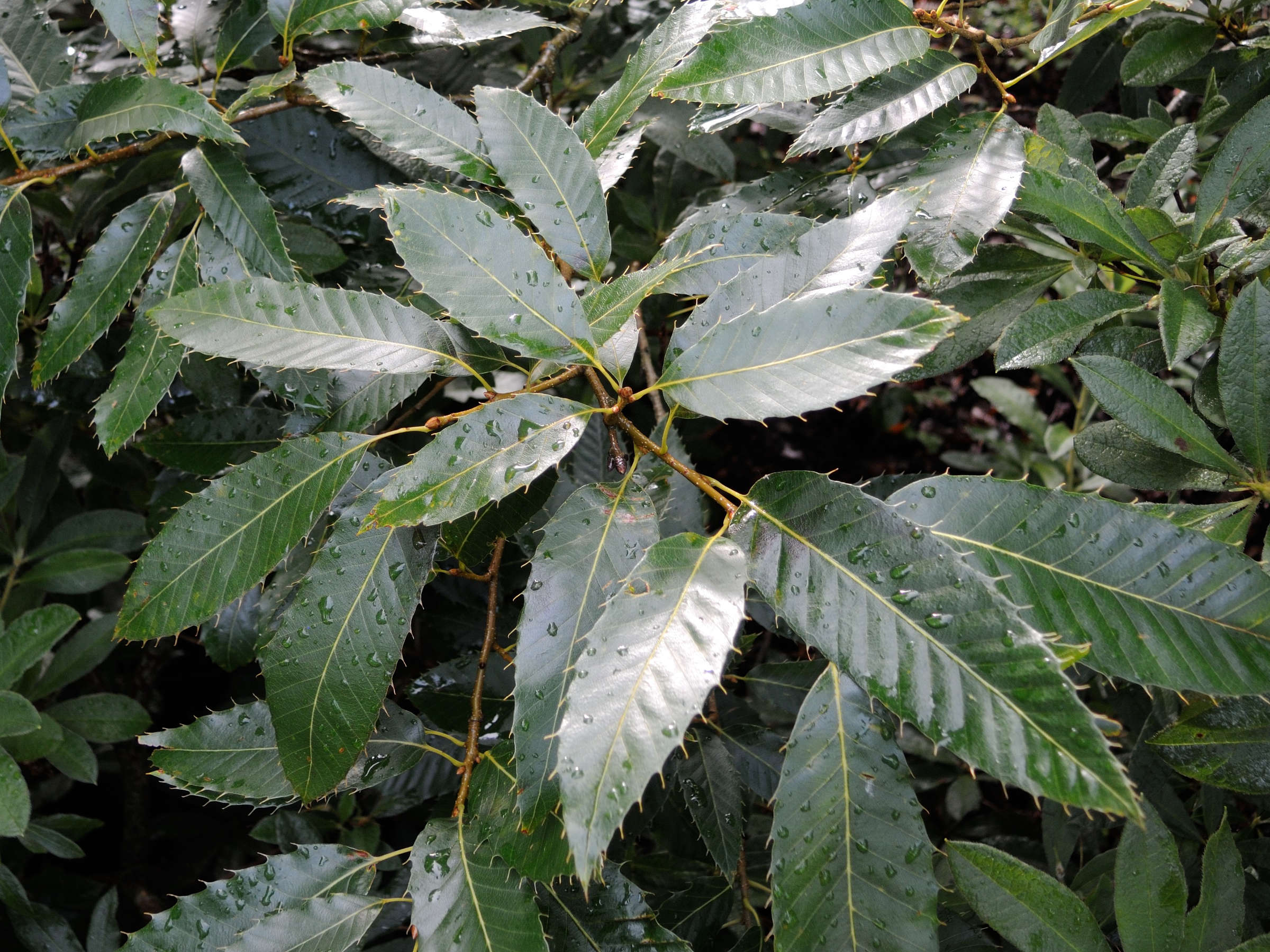 quercus_acutissima2md