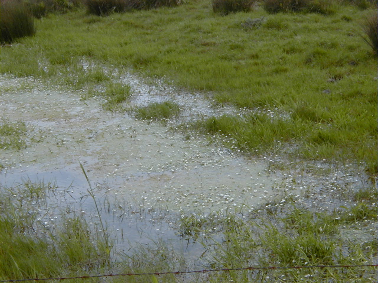 Afficher le média ranunculus_trichophyllus1md ranunculus_trichophyllus1md