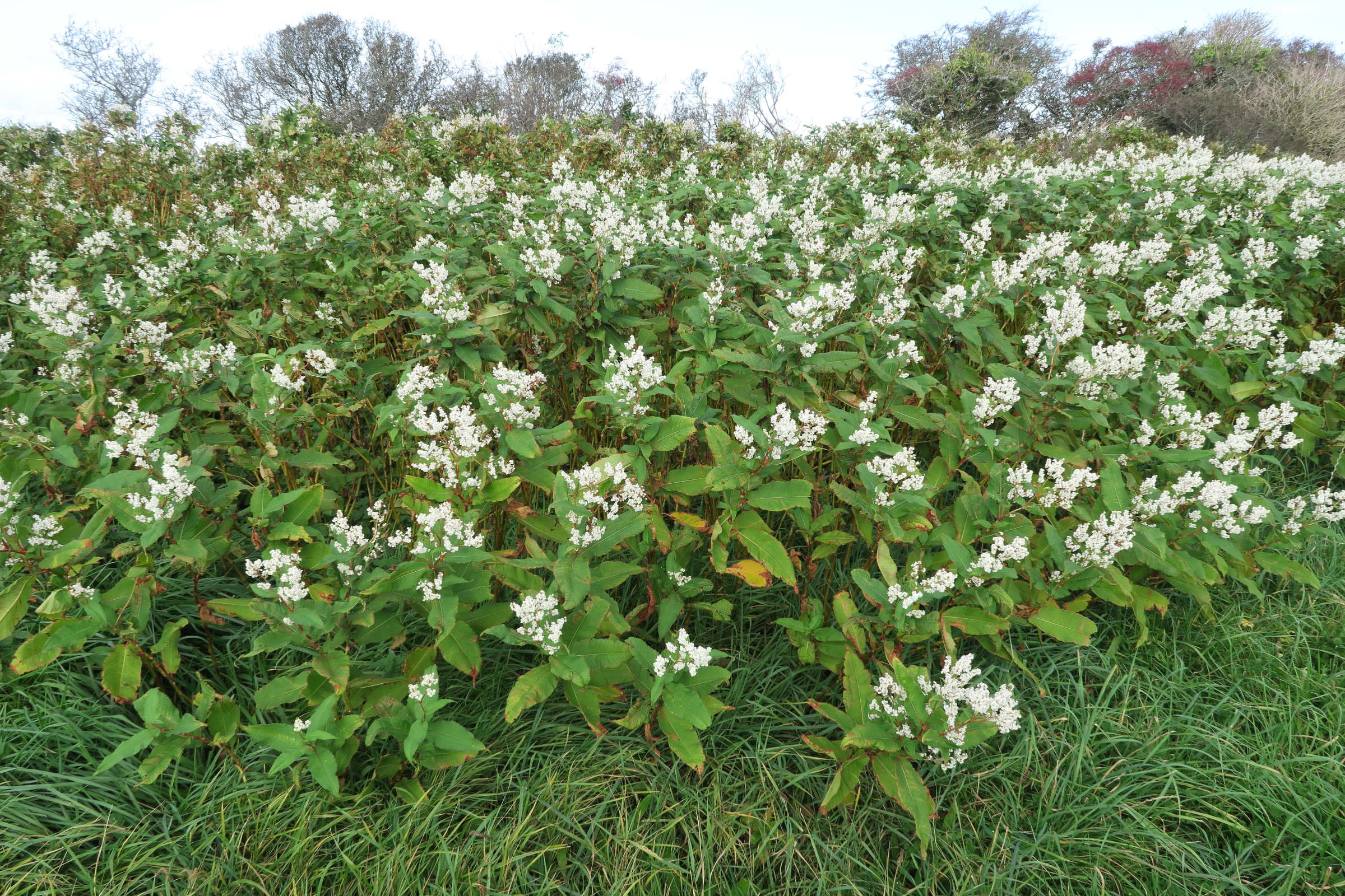 Afficher le média reynoutria_sachalinensis6md reynoutria_sachalinensis6md