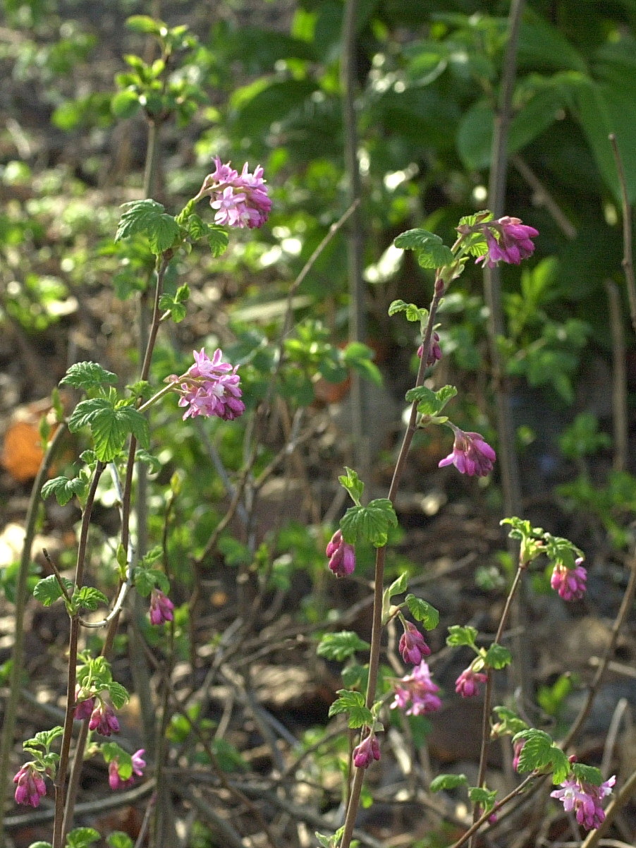 ribes_sanguineum1amd