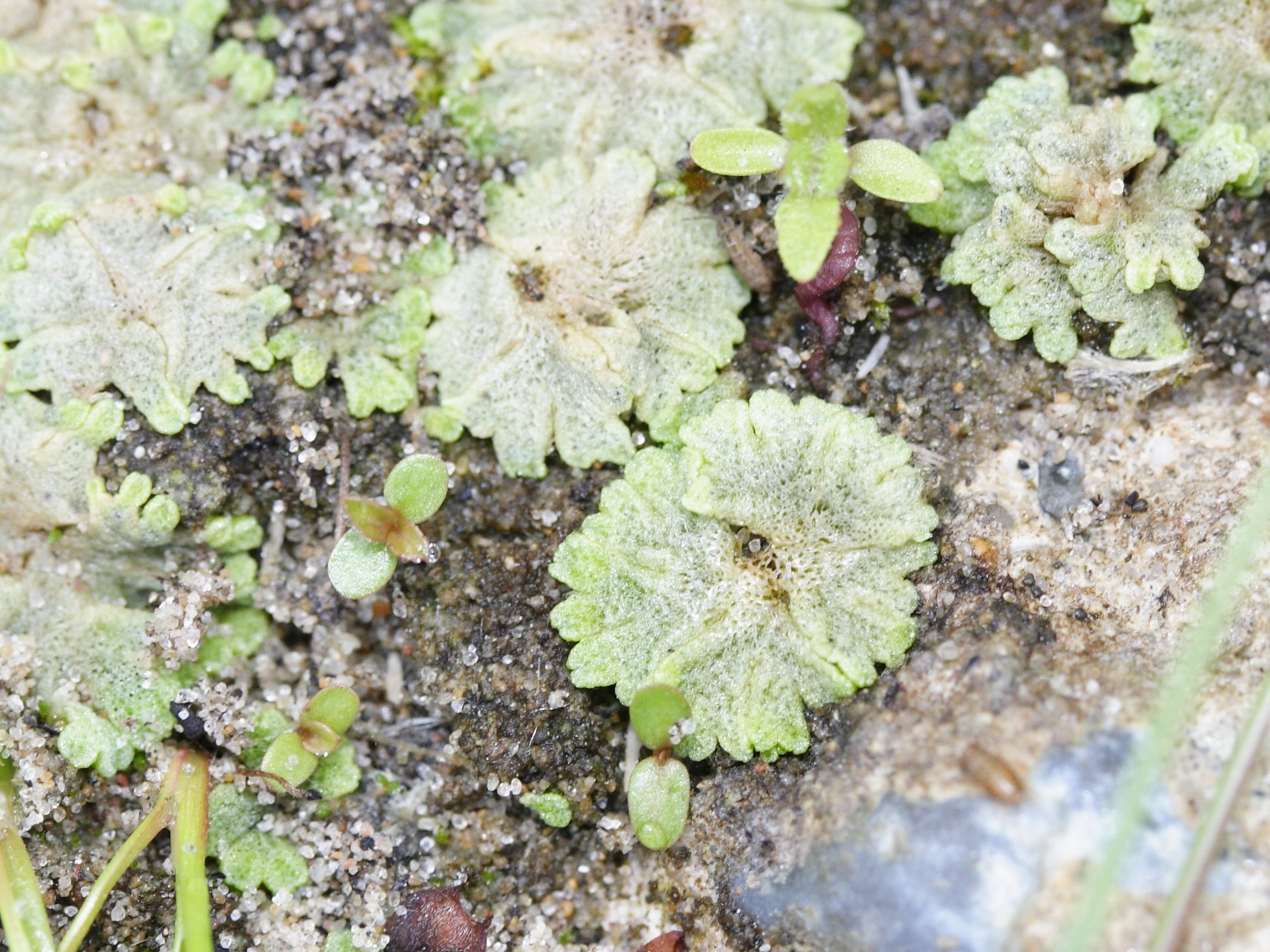 riccia_cavernosa1md