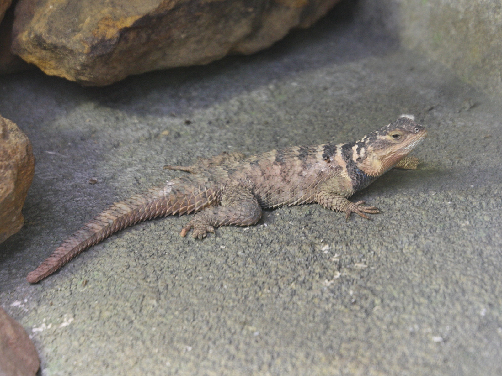 Afficher le média Sceloporus_cyanogenys Sceloporus_cyanogenys