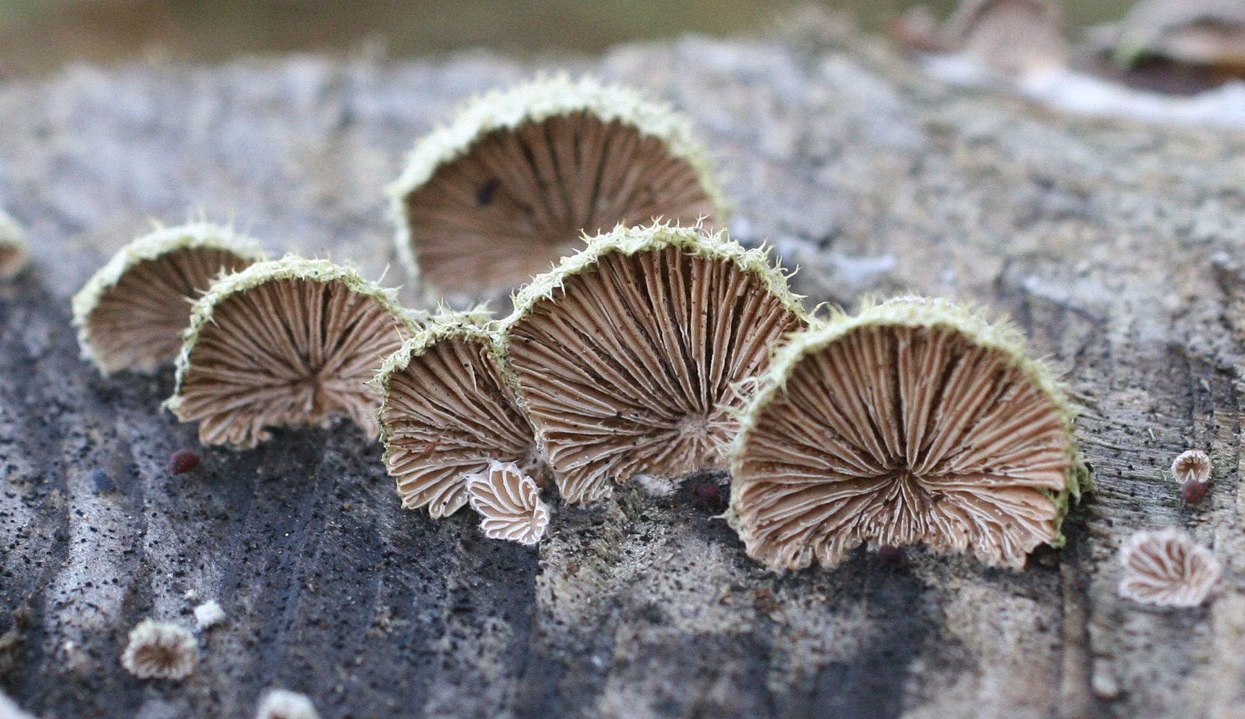 Afficher le média schizophyllum_commune5md schizophyllum_commune5md
