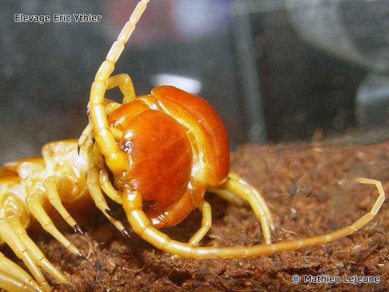 scolopendra_gigantea1ml