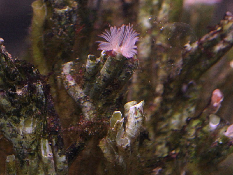 serpula_vermicularis2md