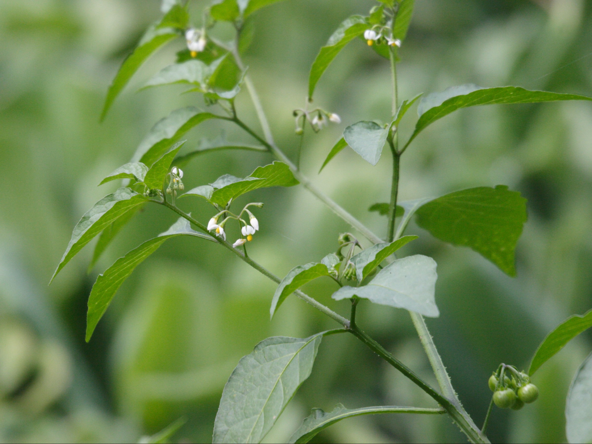 solanum_americanum2md