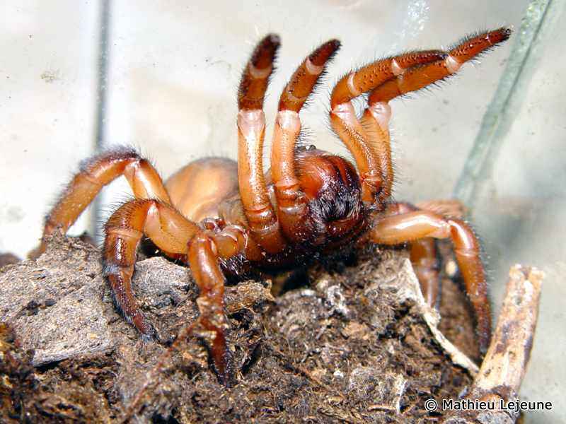 stasimopus_robertsi2ml