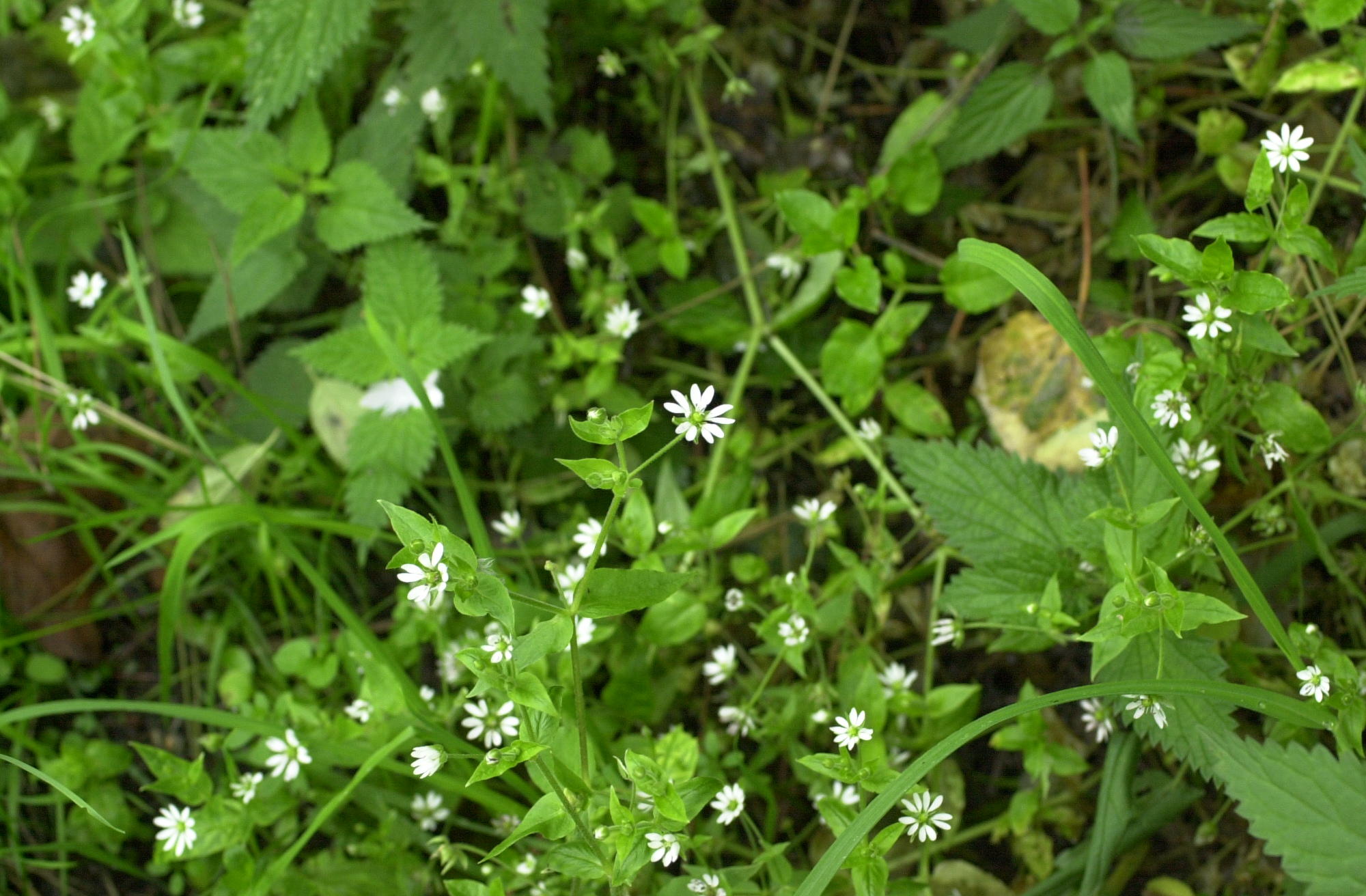 Afficher le média stellaria_nemorum1md stellaria_nemorum1md