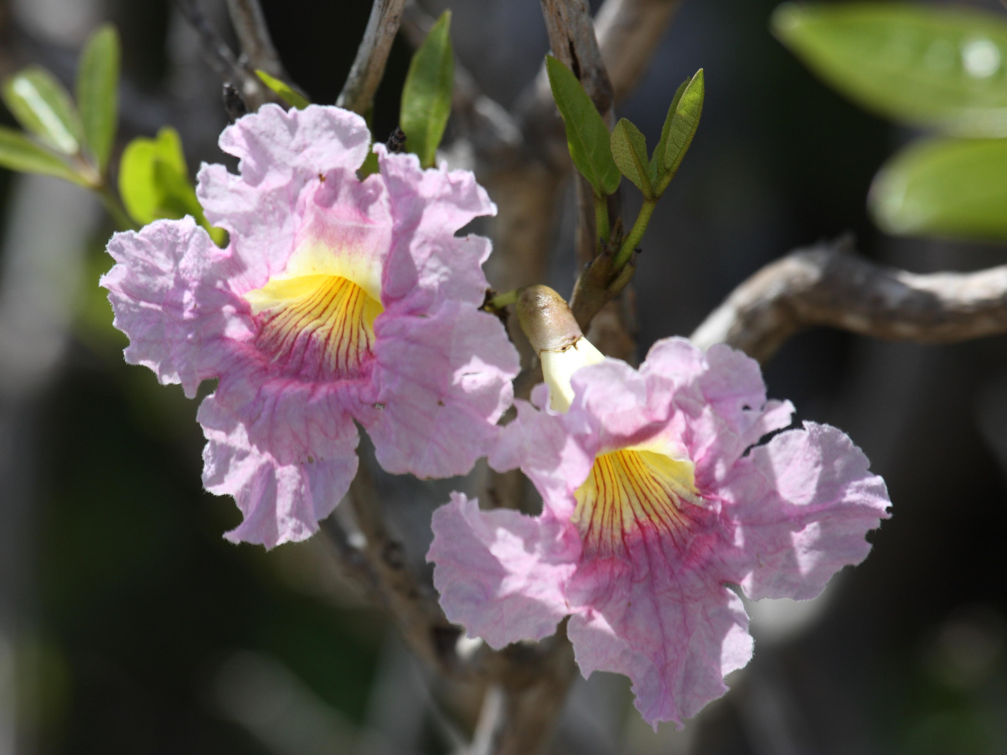 tabebuia_heterophylla5sd