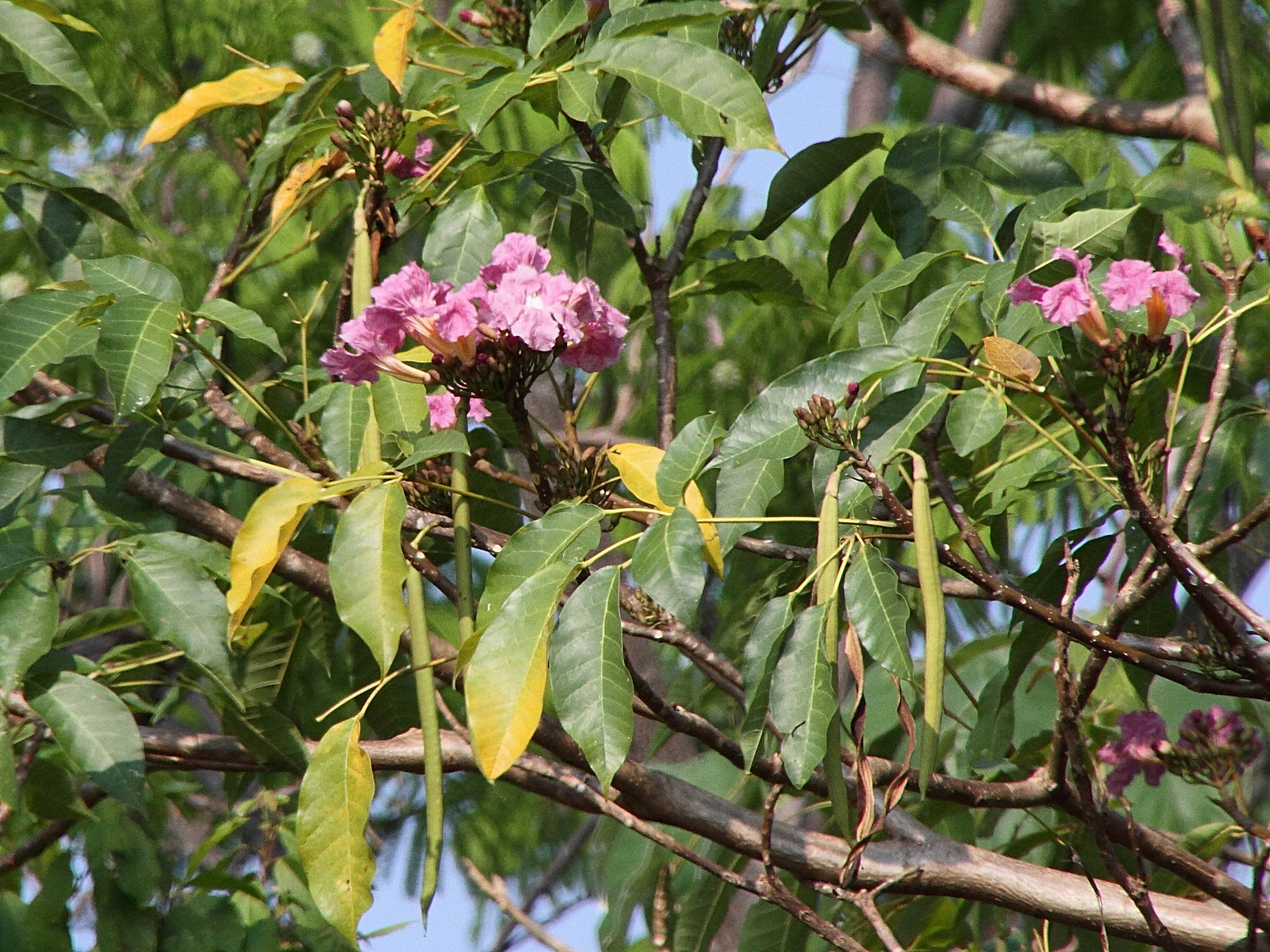 Afficher le média tabebuia_rosea5md tabebuia_rosea5md